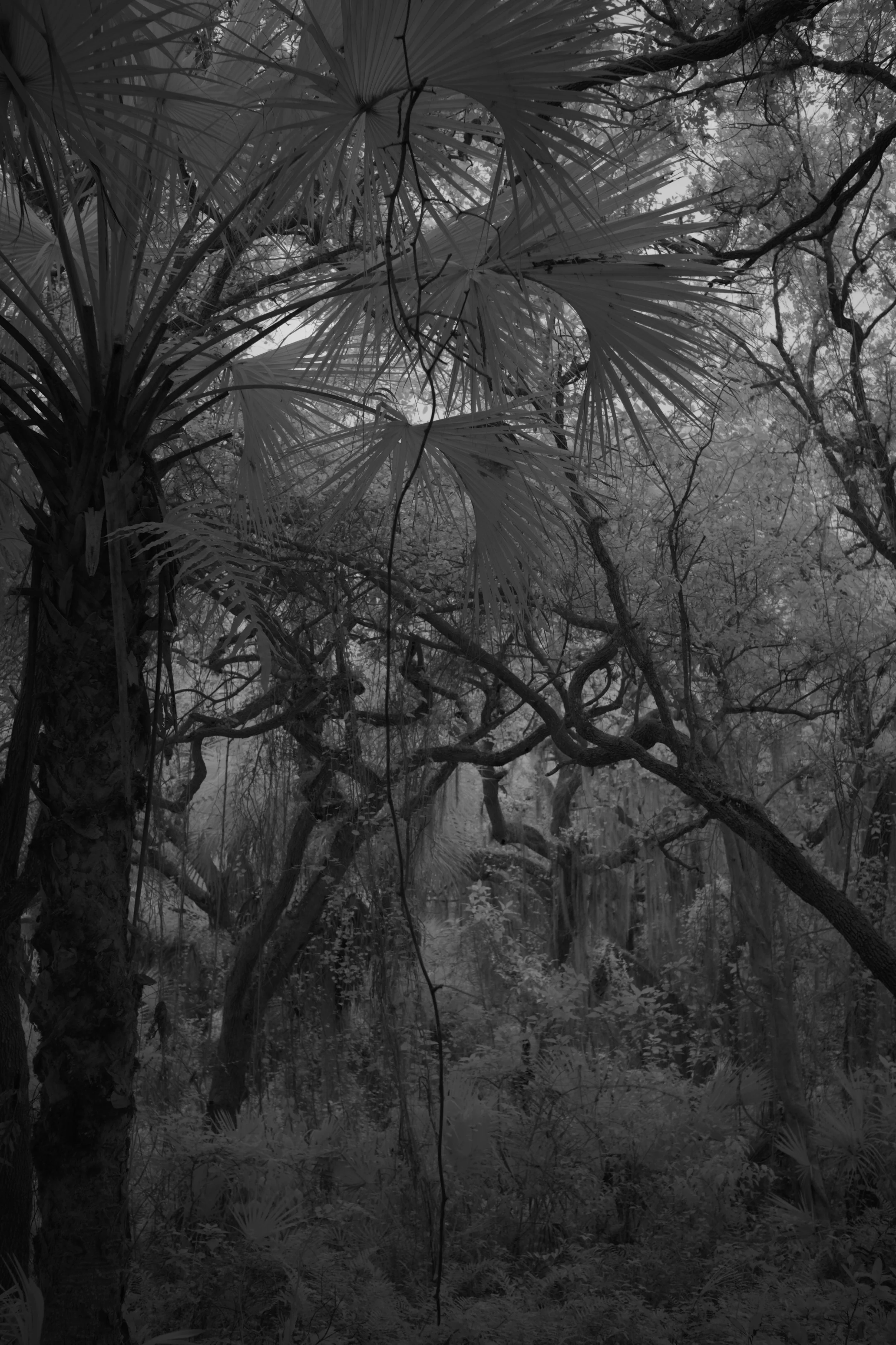 delray 1.12.2521932.JPG