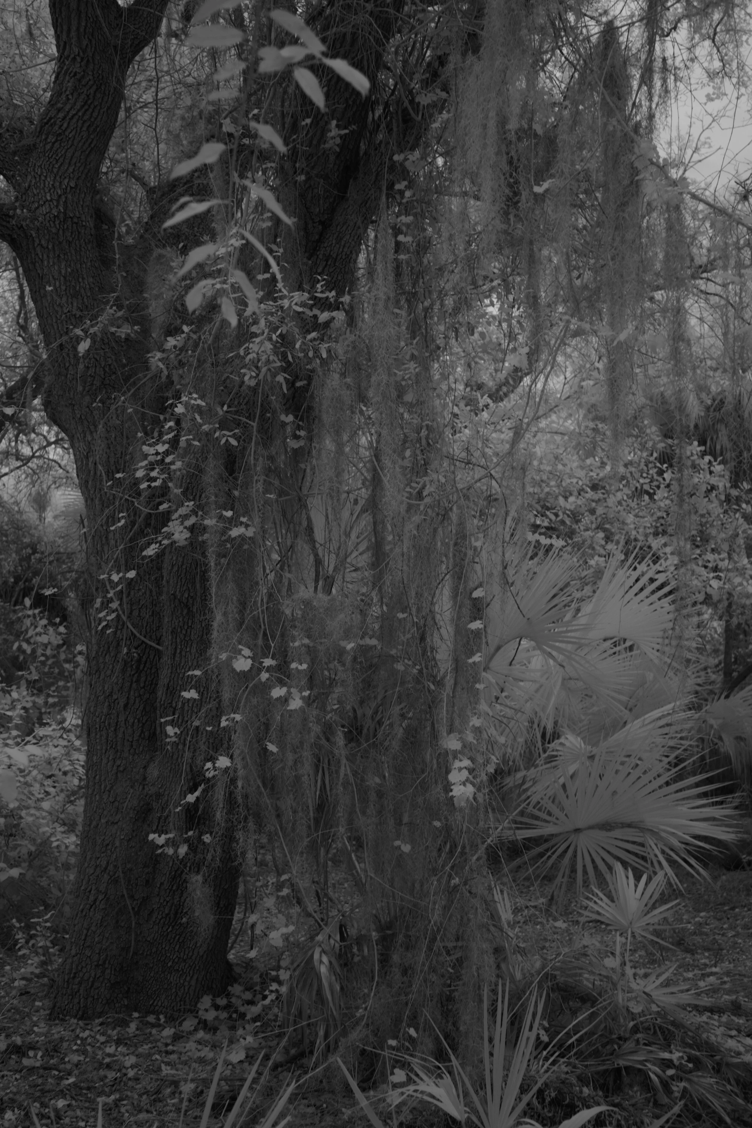 delray 1.12.2521941.JPG