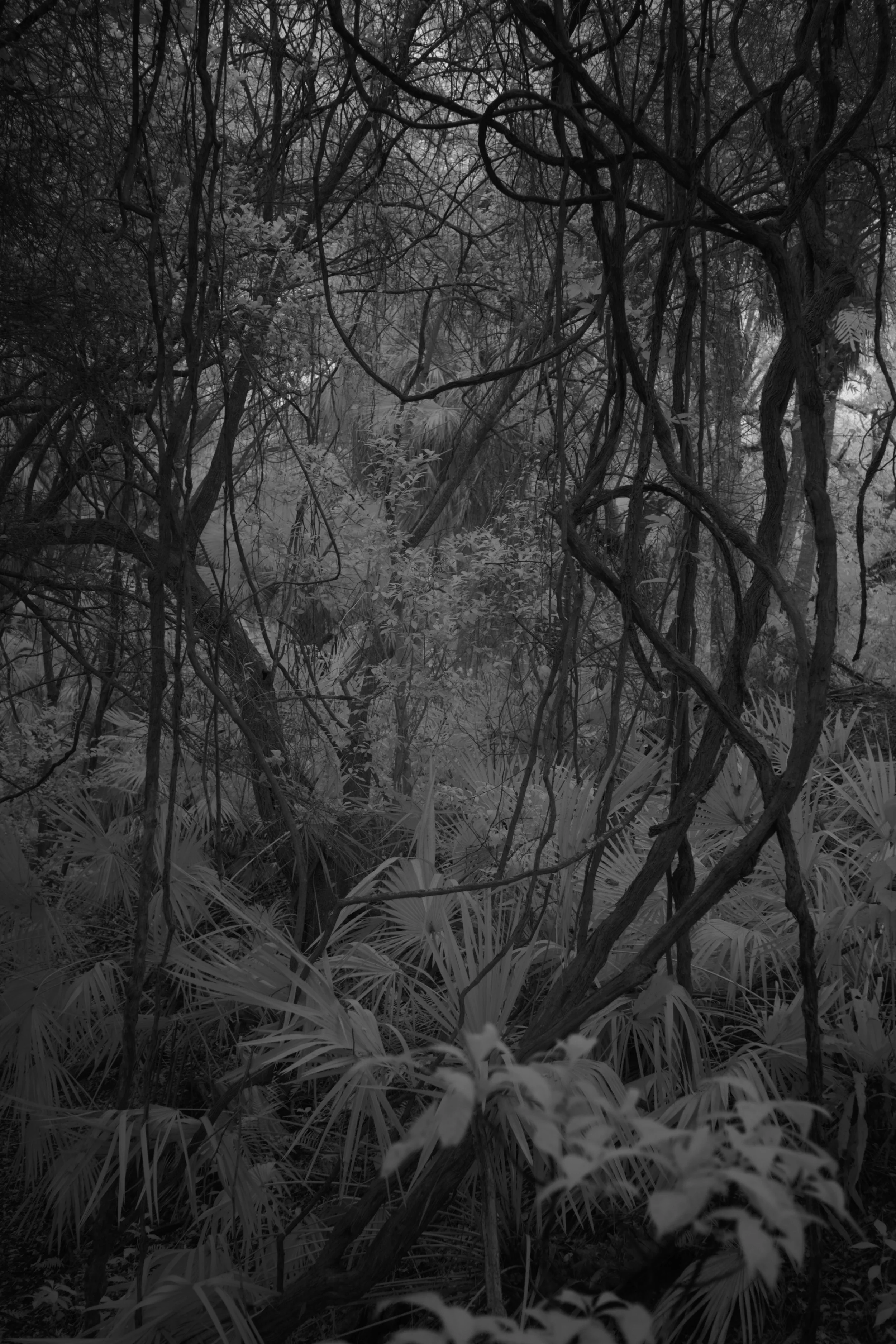 delray 1.12.2521982.JPG