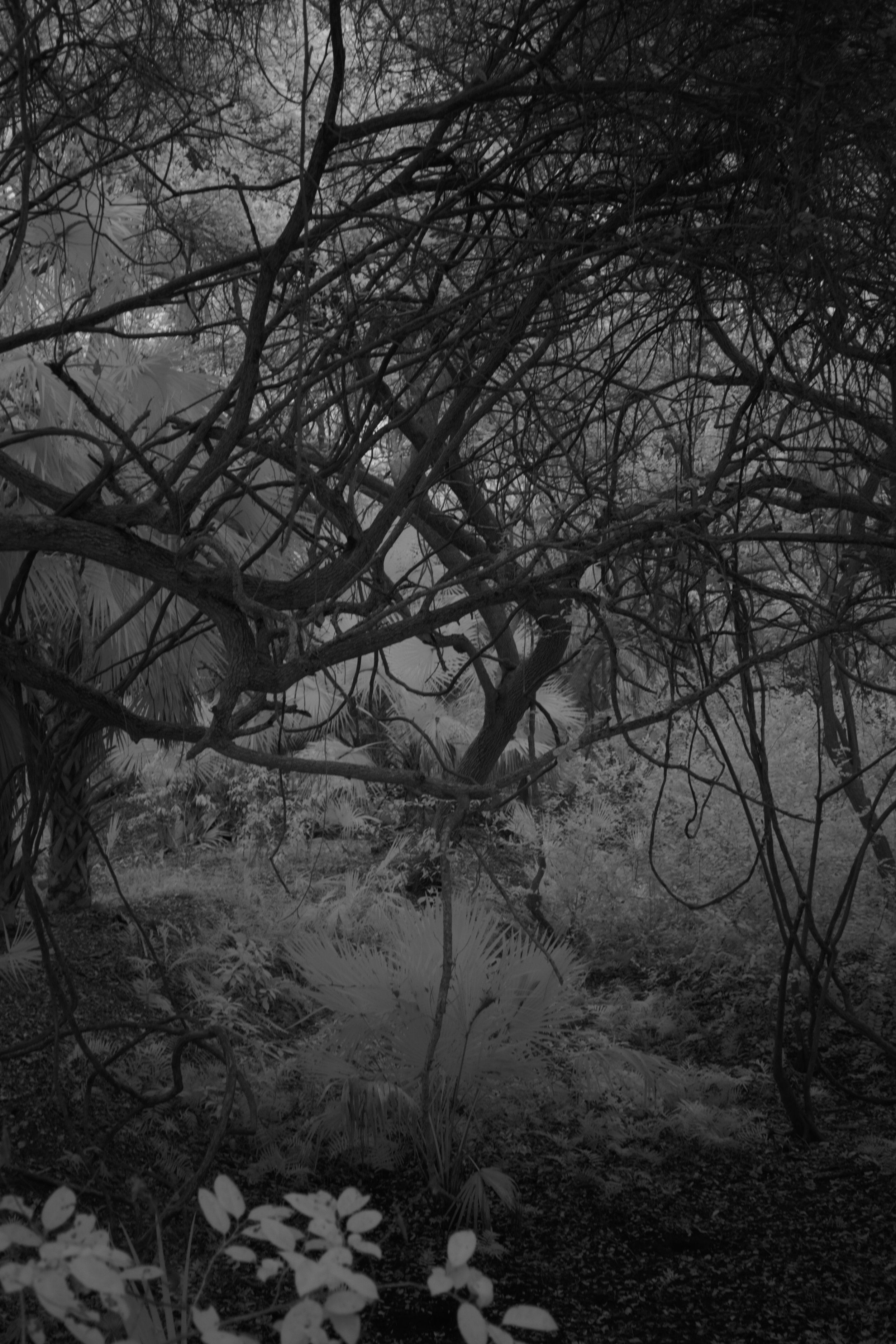 delray 1.12.2521993.JPG