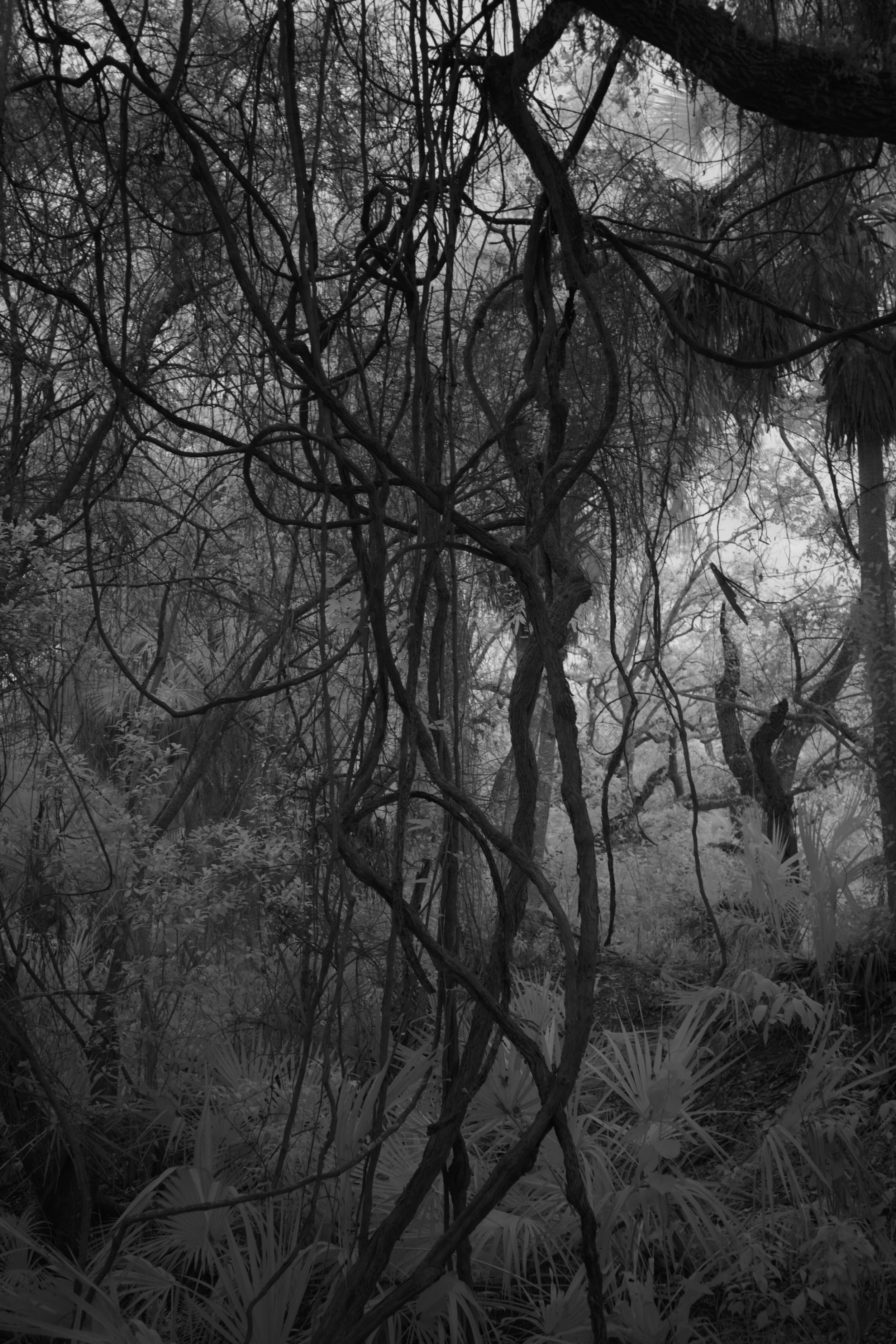 delray 1.12.2521996.JPG