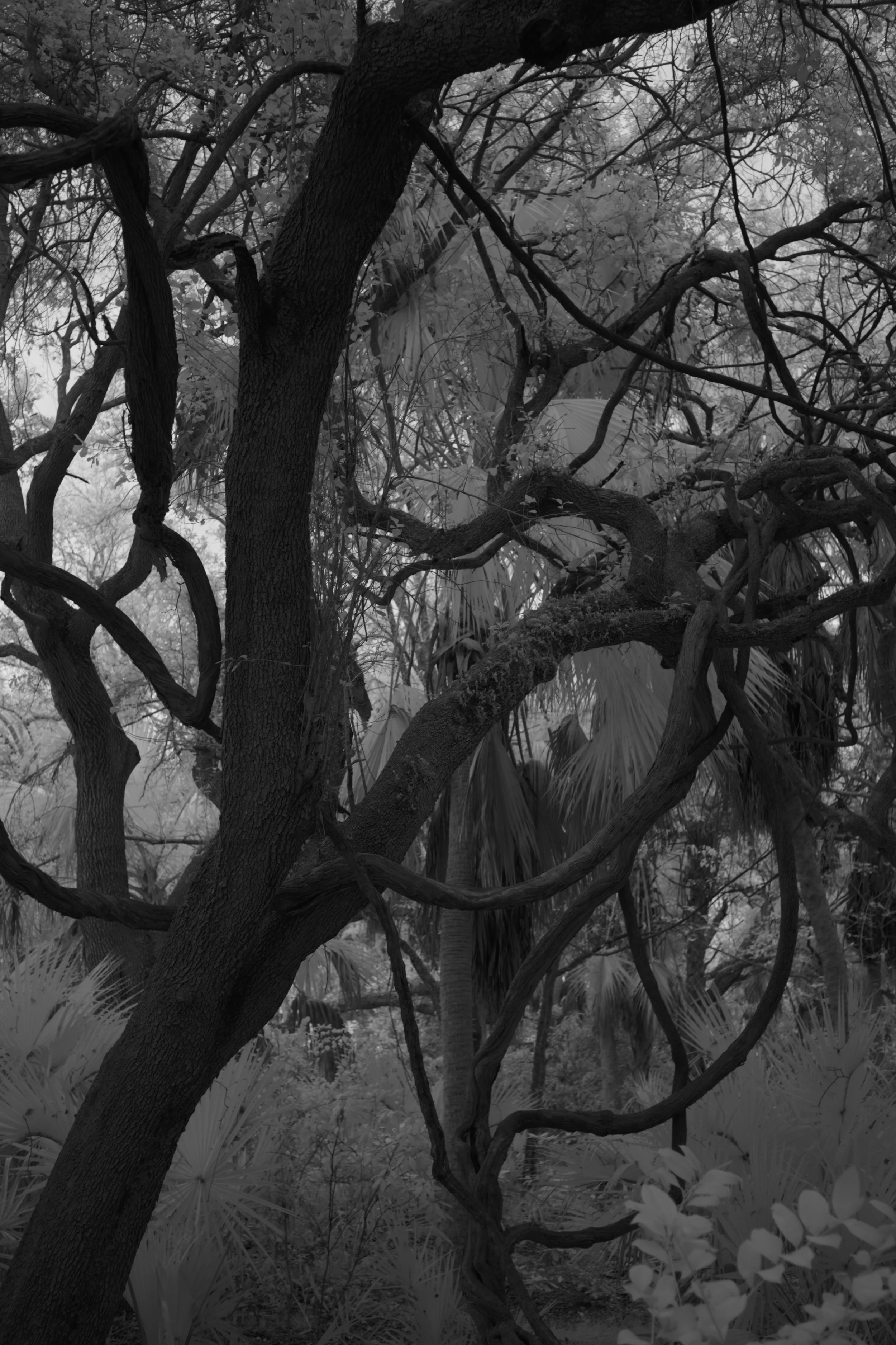 delray 1.12.2522005.JPG