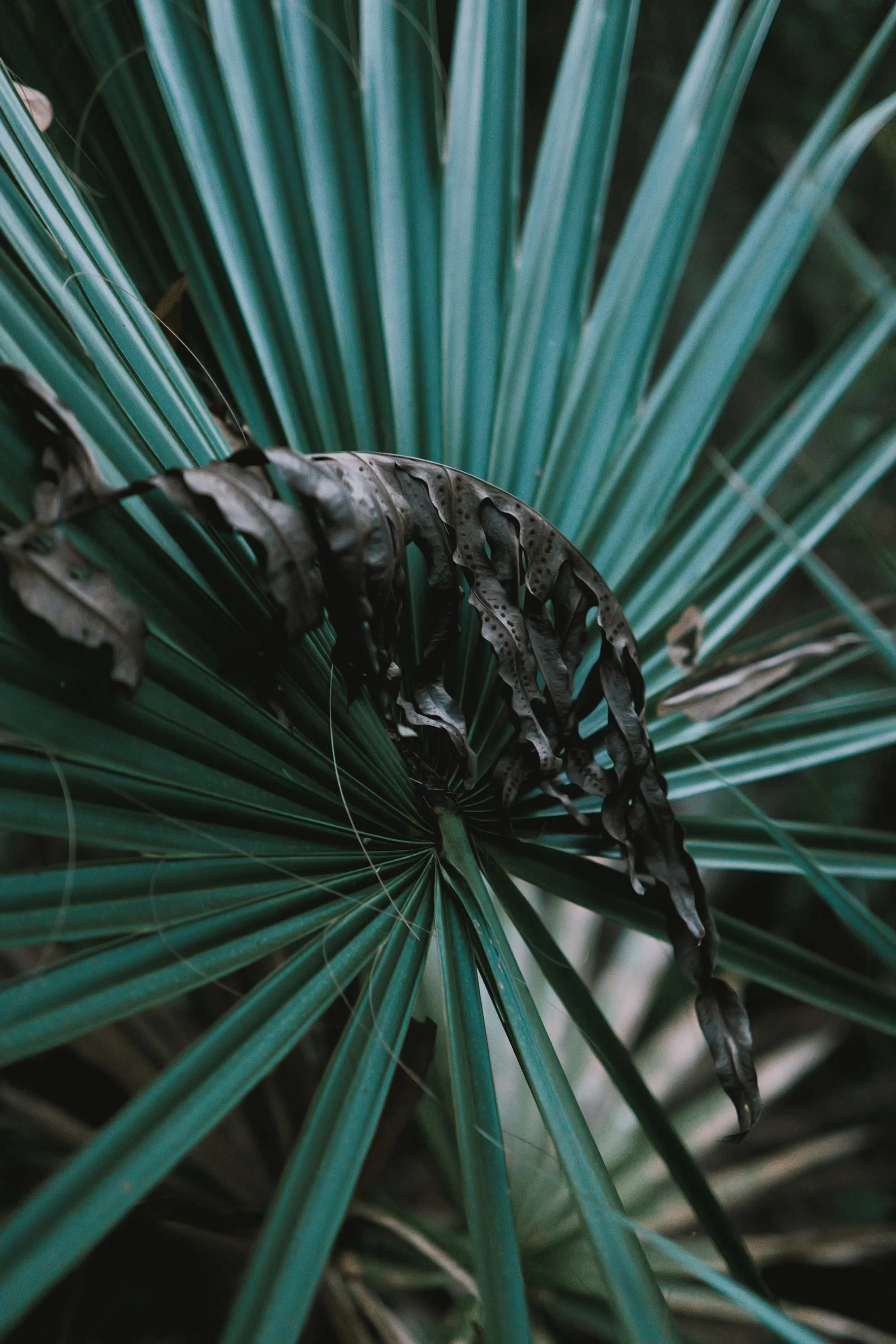 delray 12.29.2420042.JPG