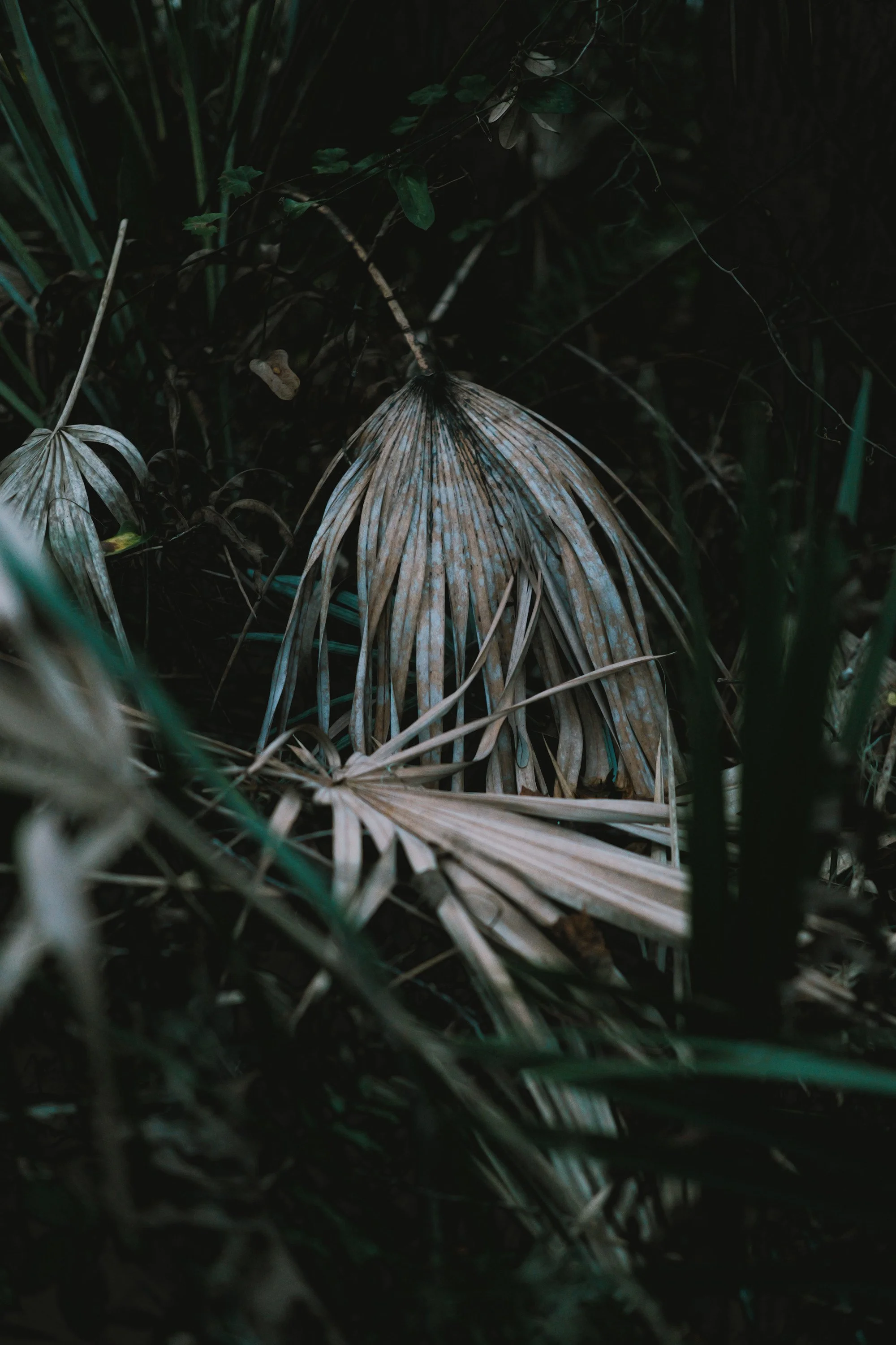 delray 12.29.2420037.JPG
