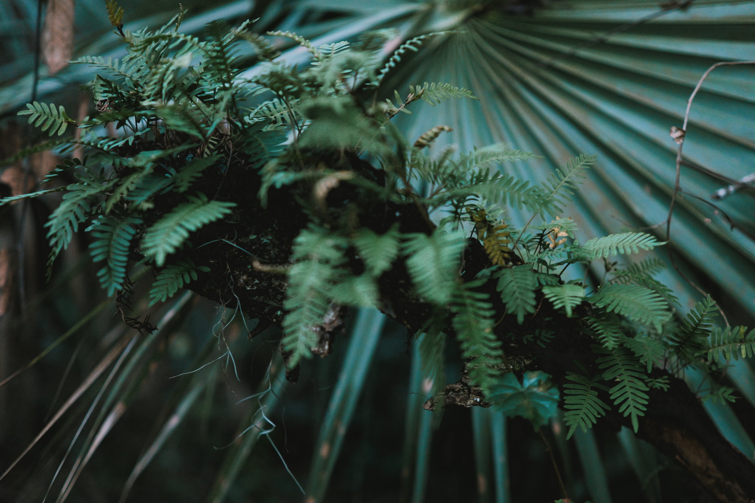 delray 12.29.2420031.JPG