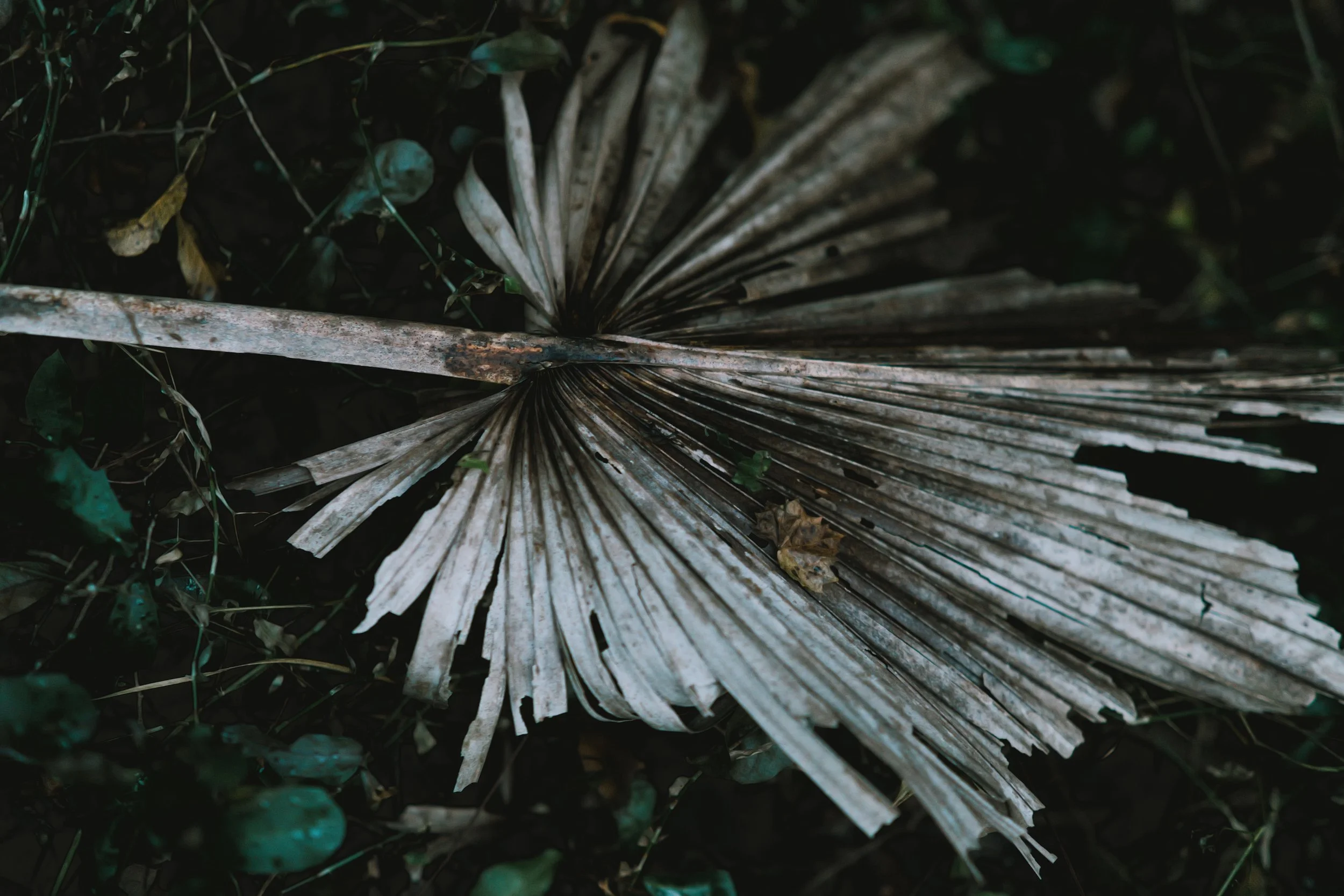 delray 12.29.2420024.JPG