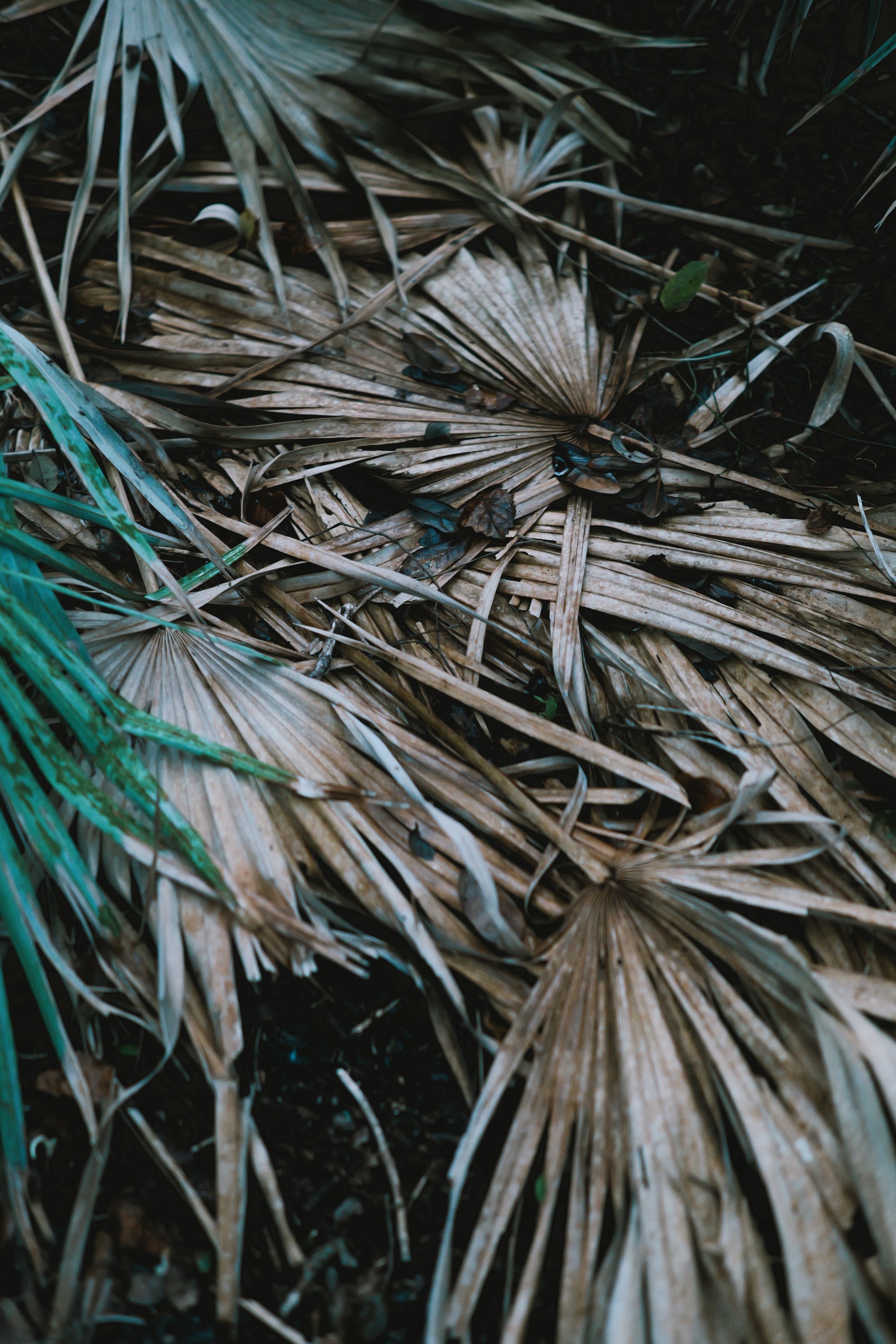 delray 12.29.2420022.JPG