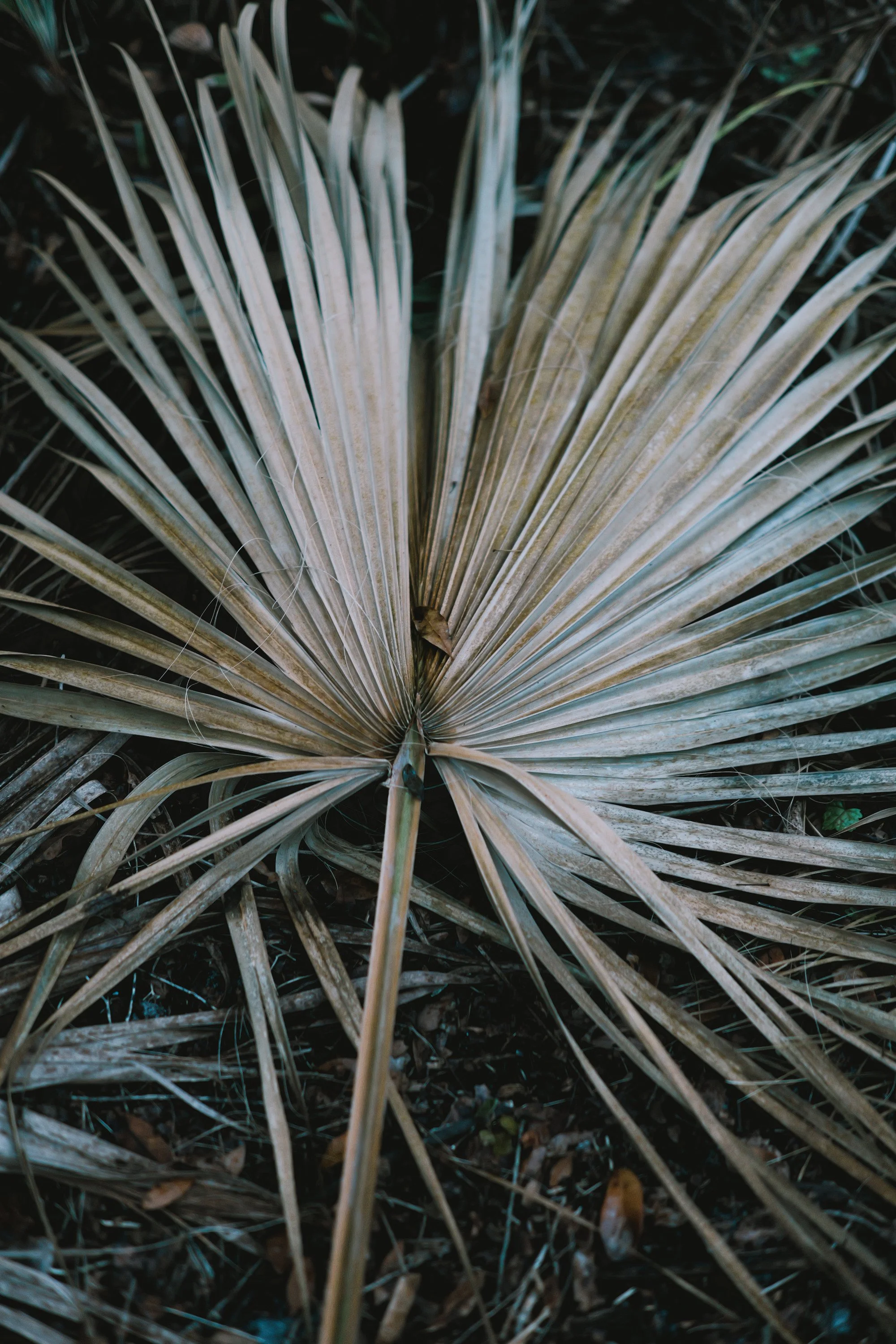 delray 12.29.2420019.JPG