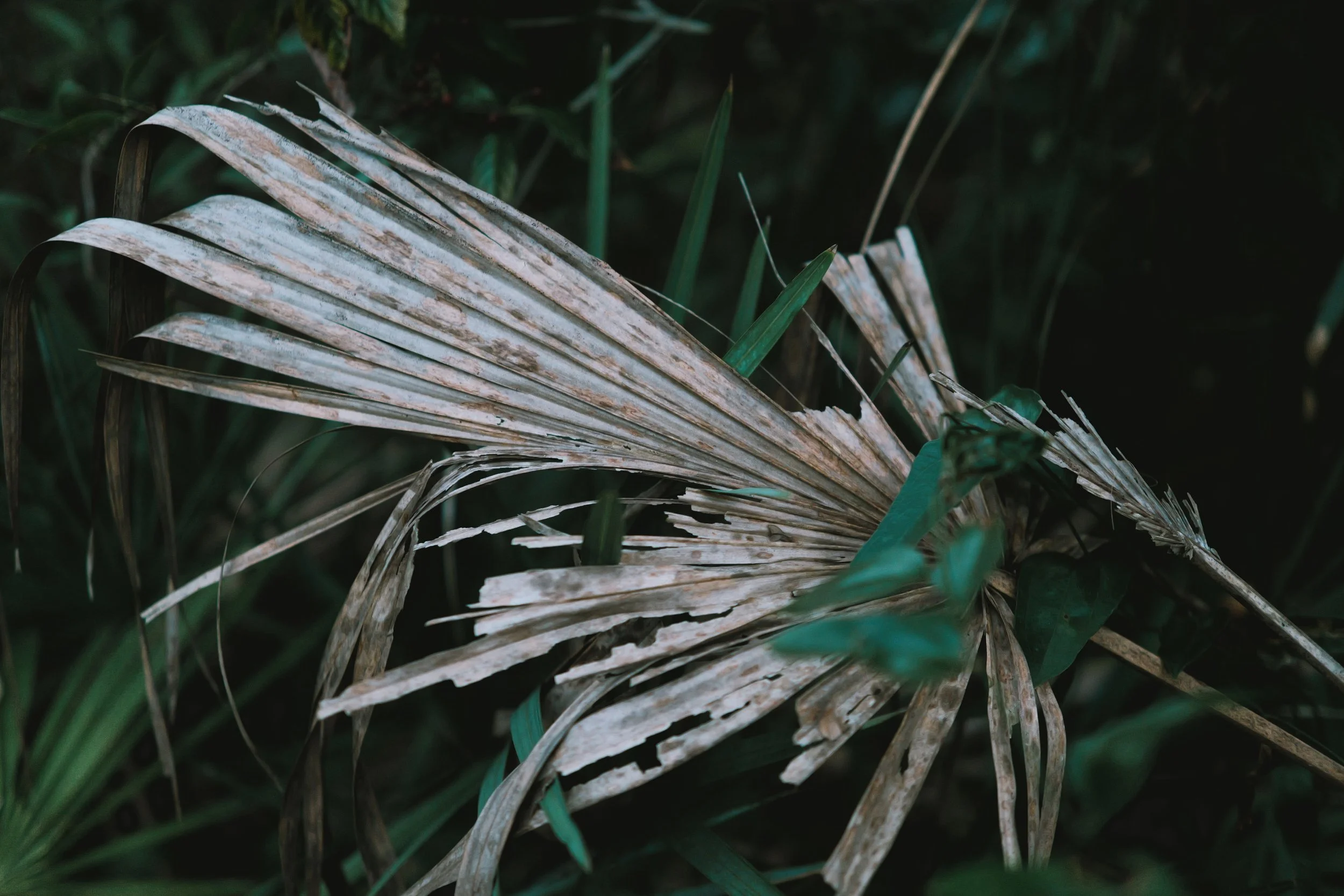 delray 12.29.2420007.JPG