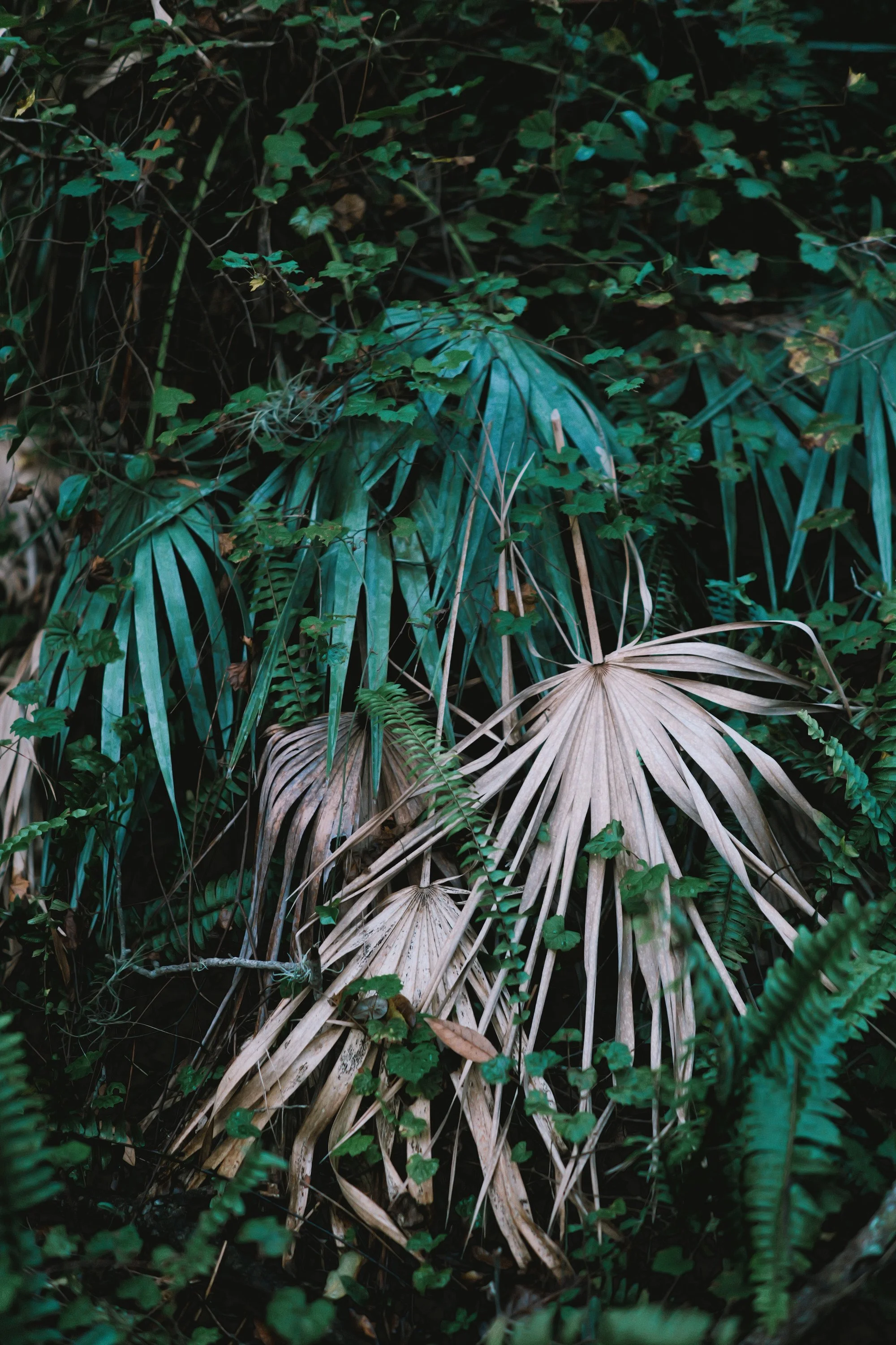 delray 12.29.2420003.JPG