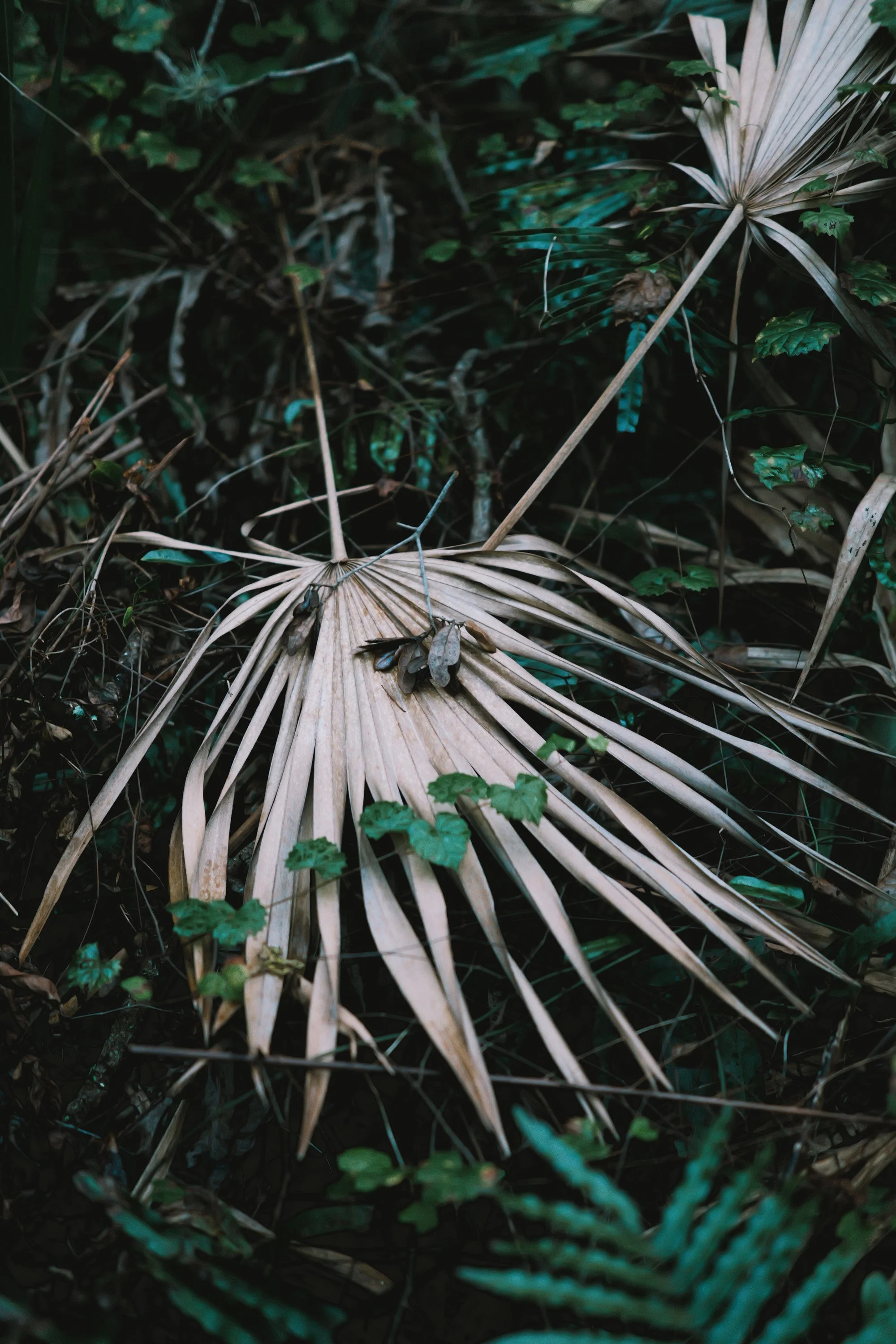 delray 12.29.2419999.JPG