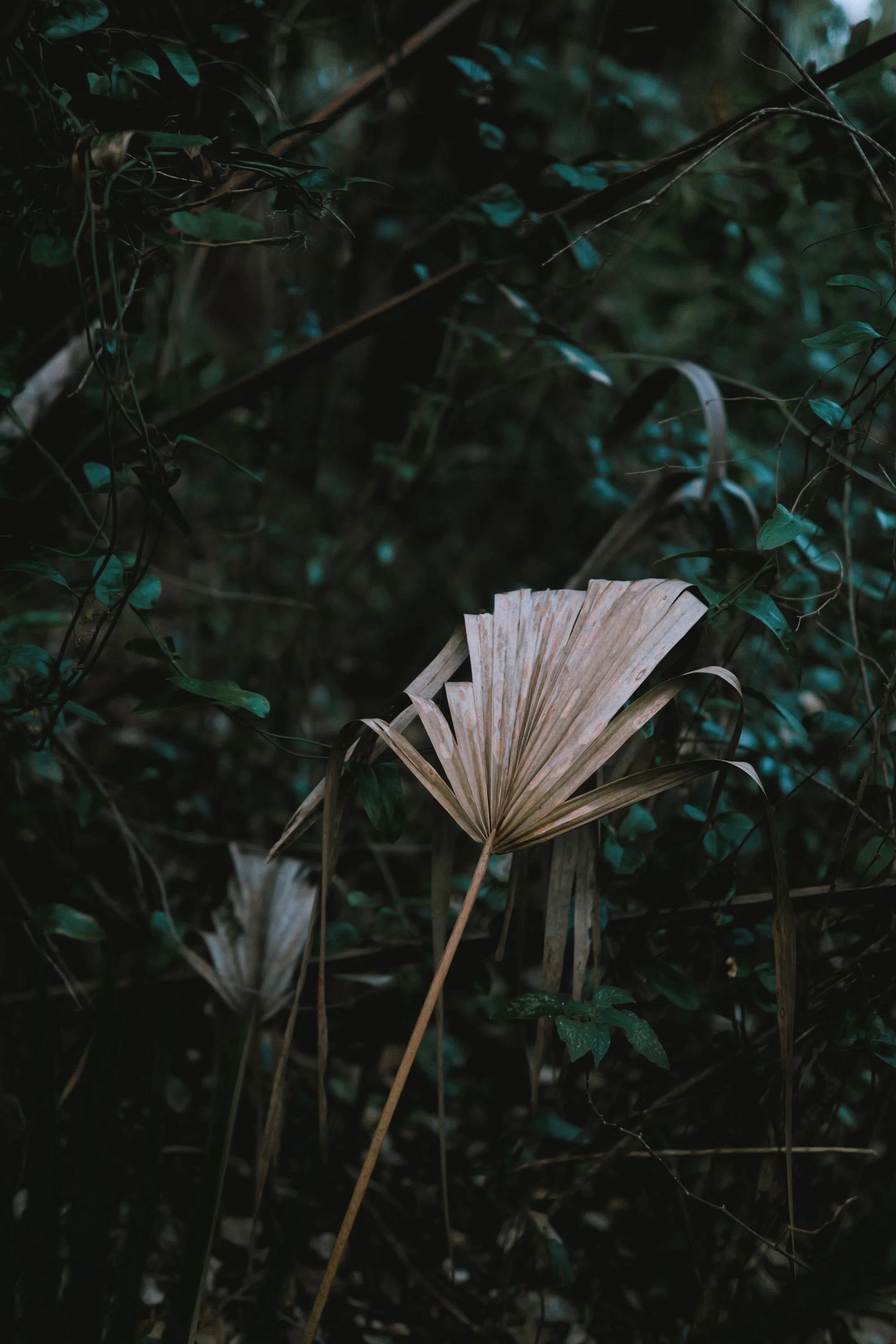 delray 12.29.2419978.JPG