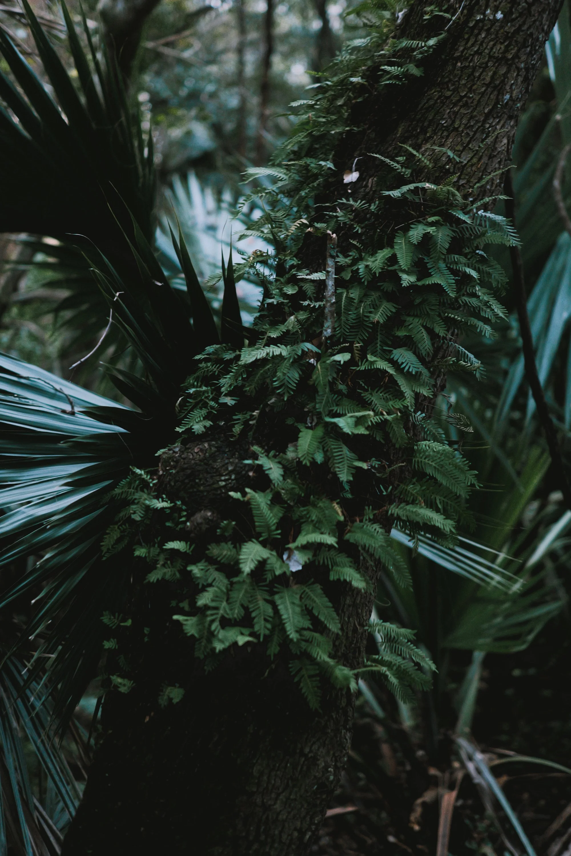 delray 12.29.2419966.JPG