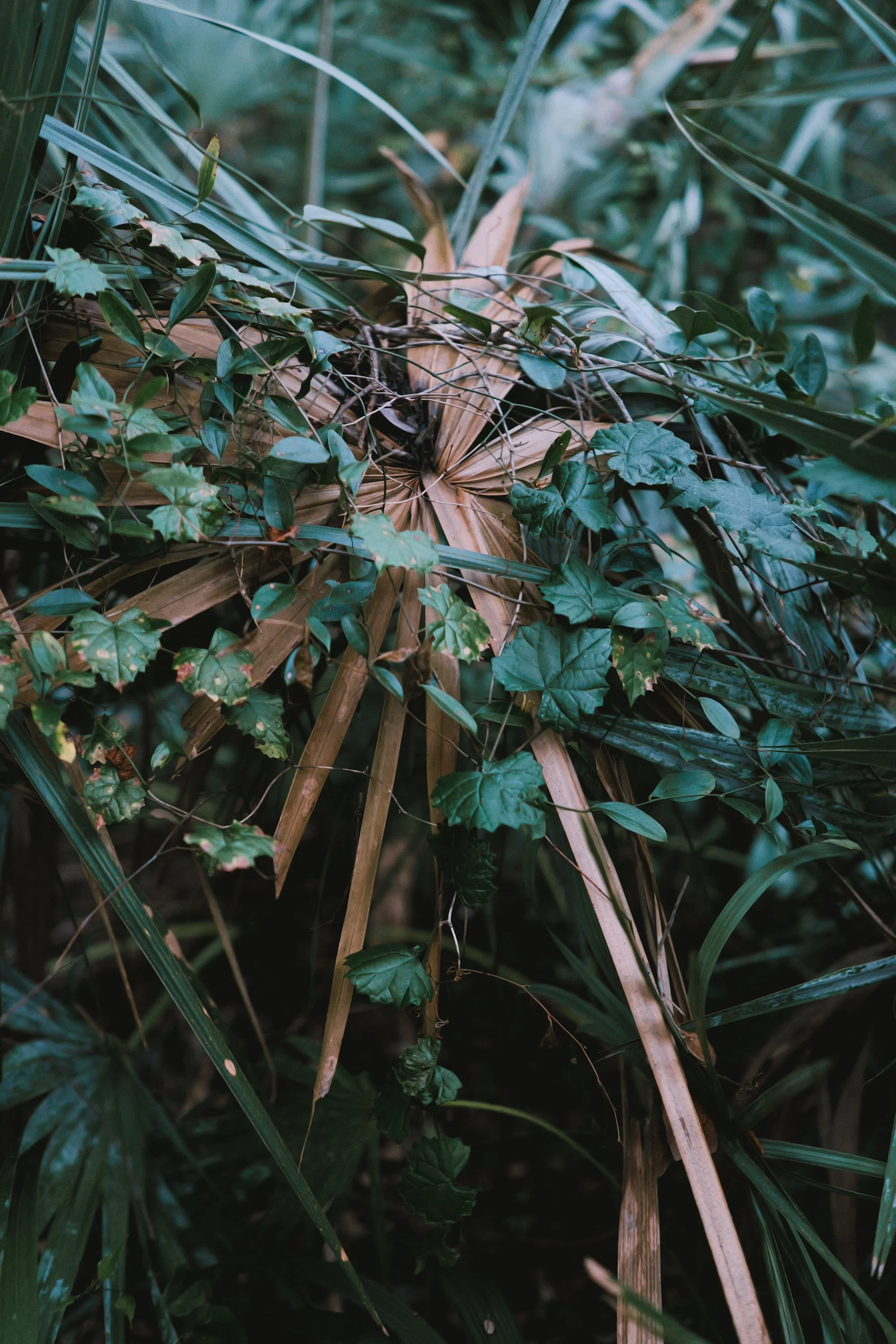 delray 12.29.2419941.JPG