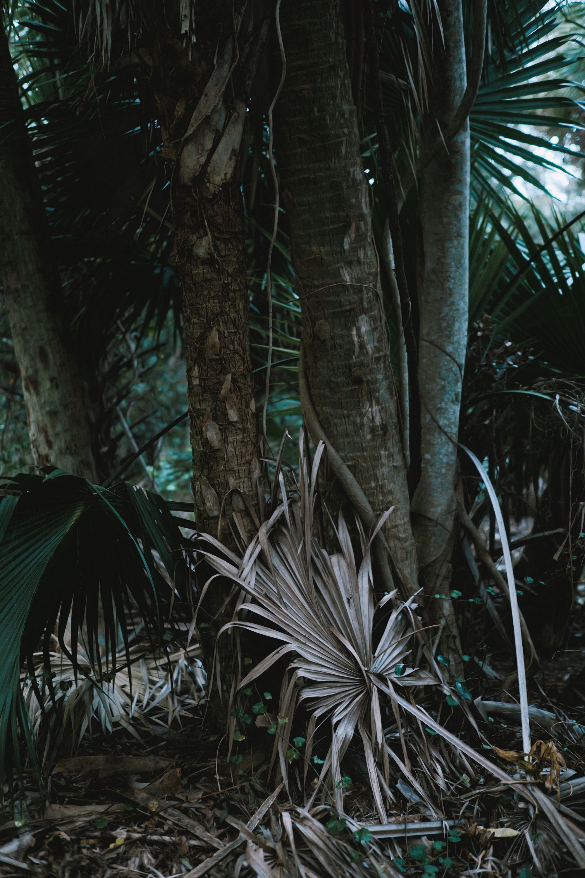 delray 12.29.2419901.JPG