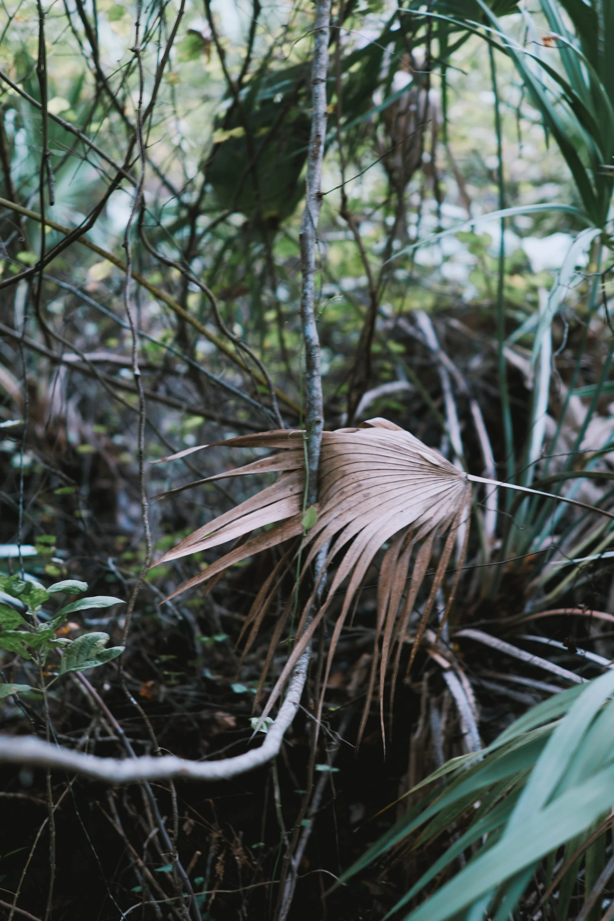 delray 12.29.2419884.JPG