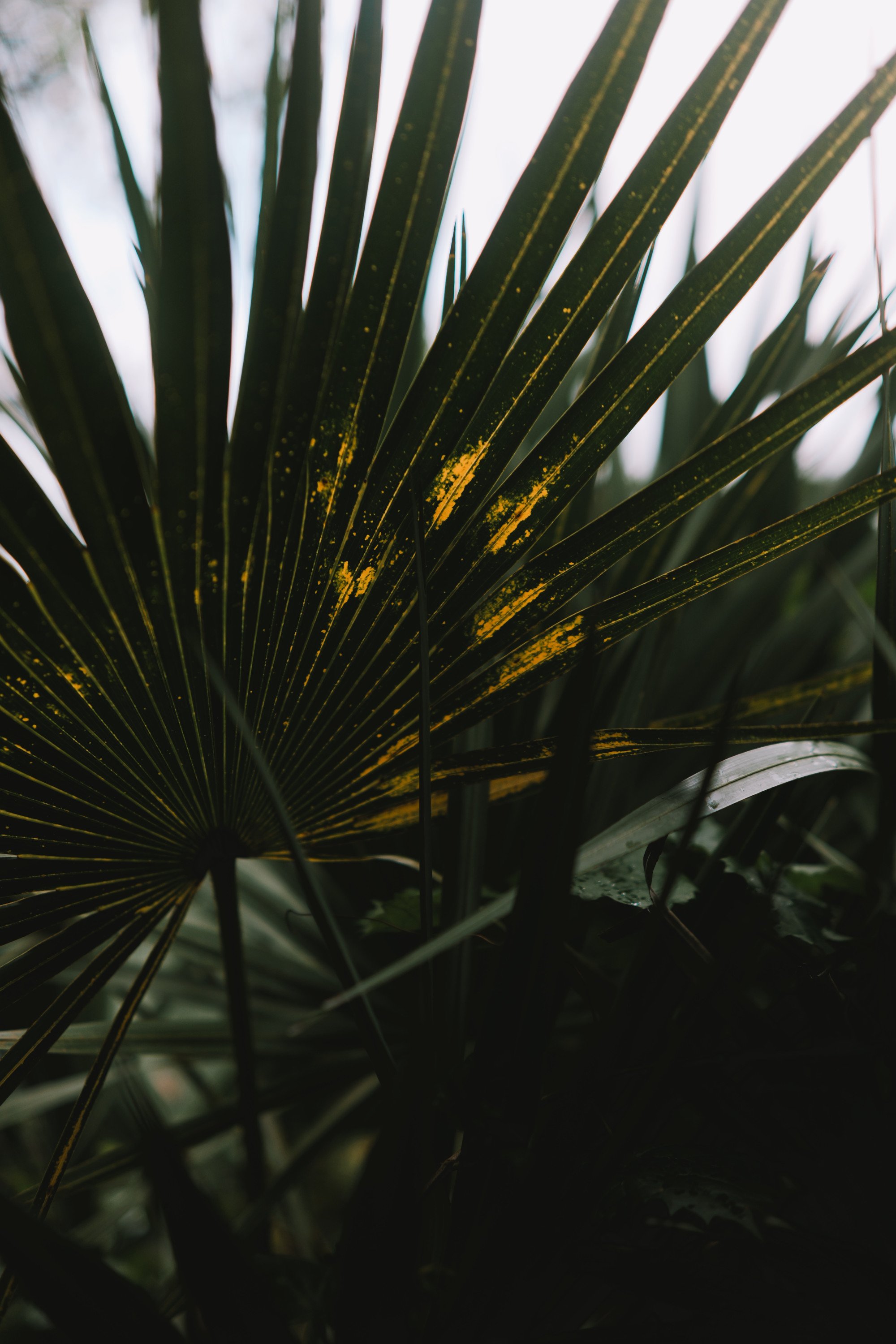 delray 12.29.2419858.JPG