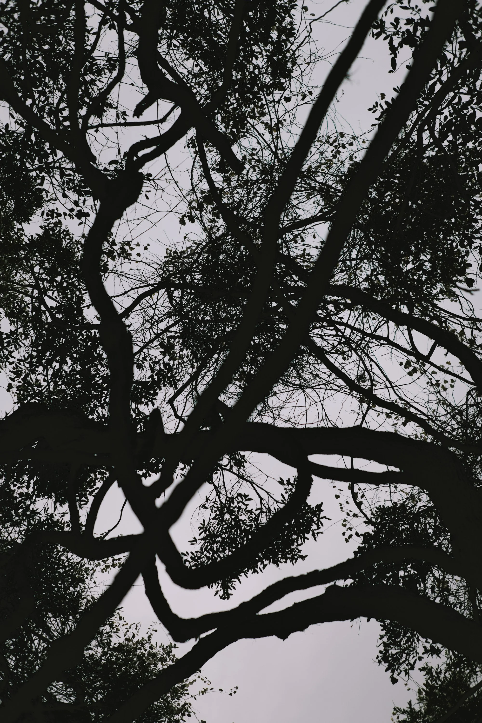 delray 12.29.2419819.JPG