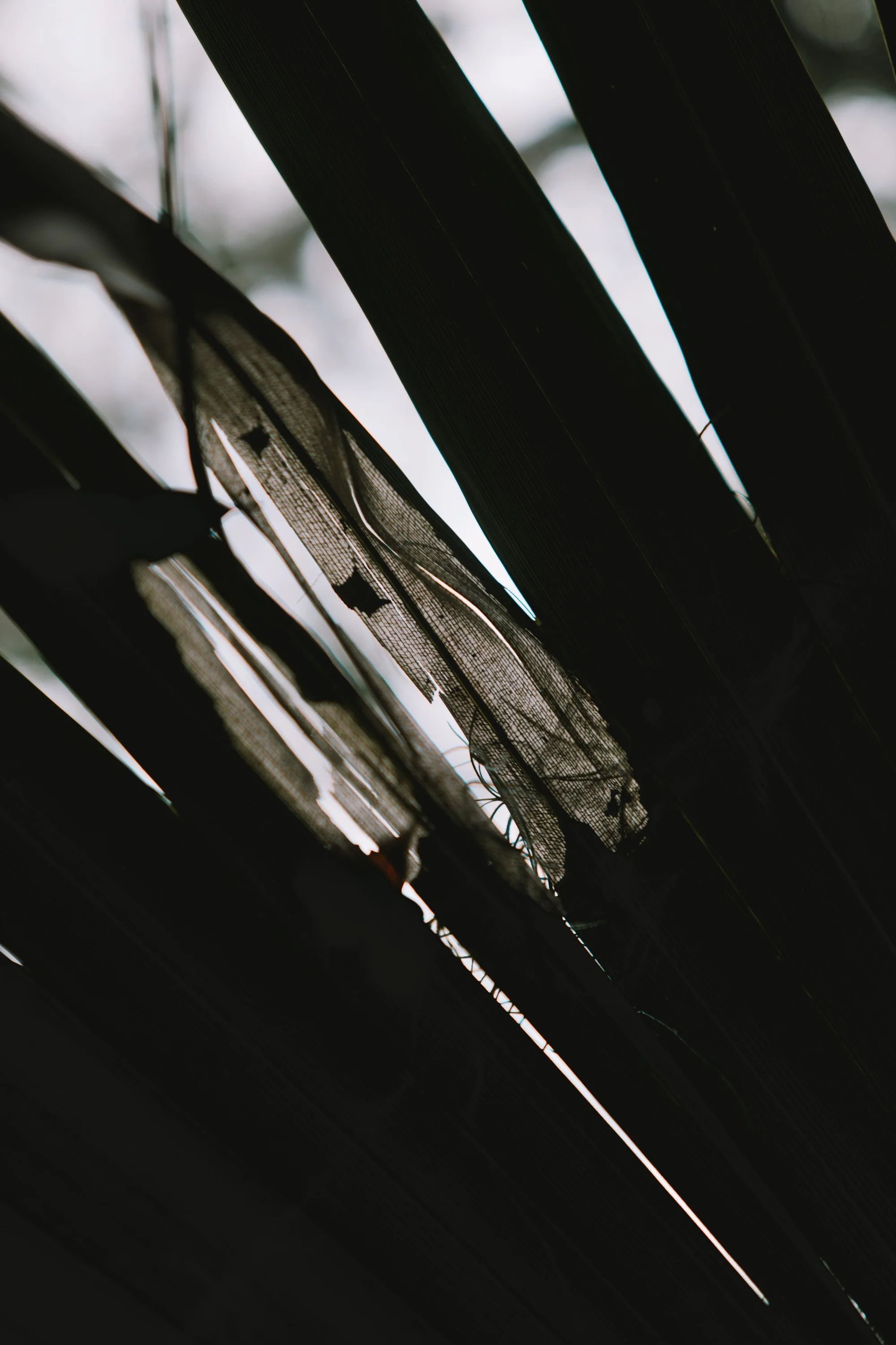 delray 12.29.2419796.JPG