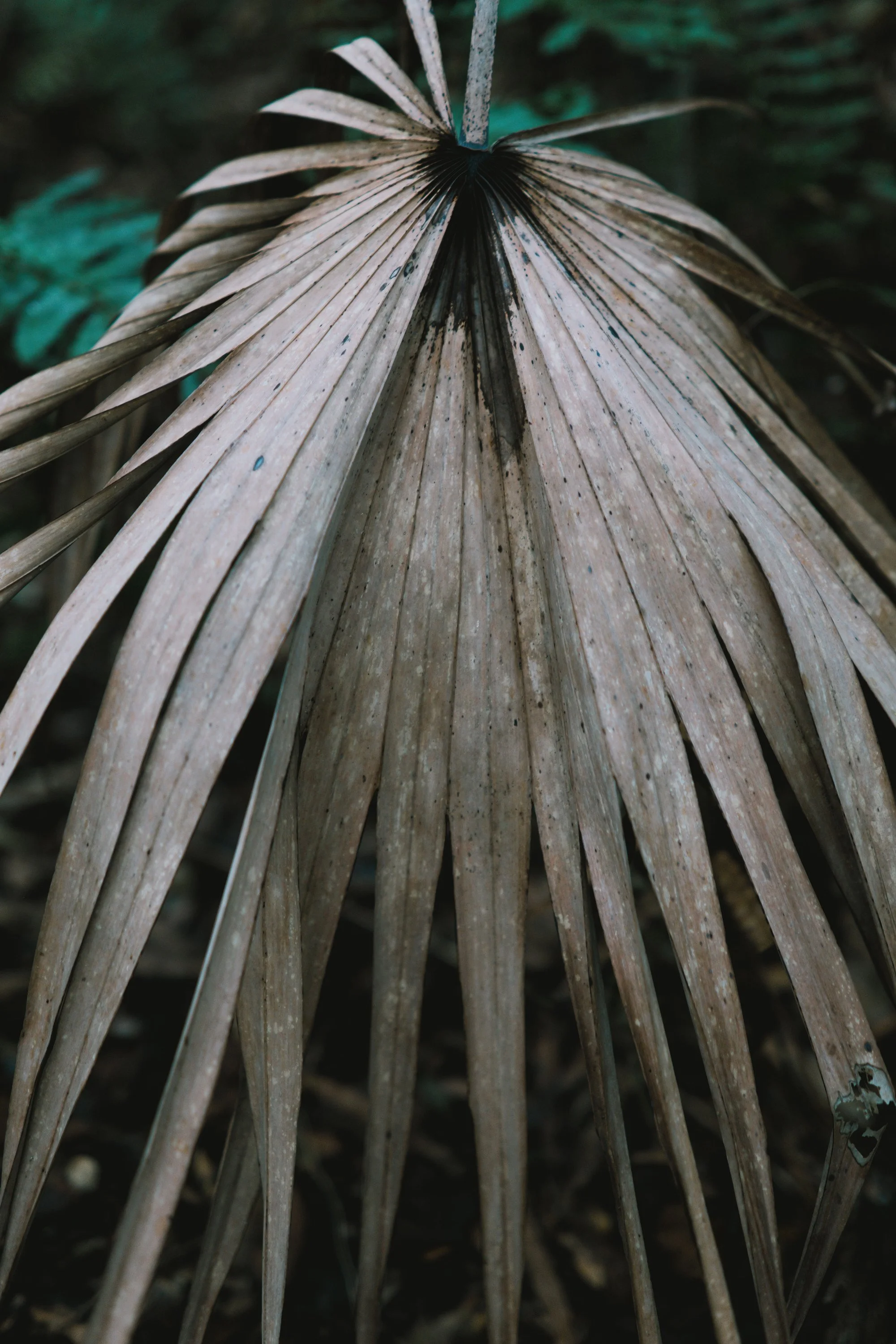 delray 12.29.2419769.JPG