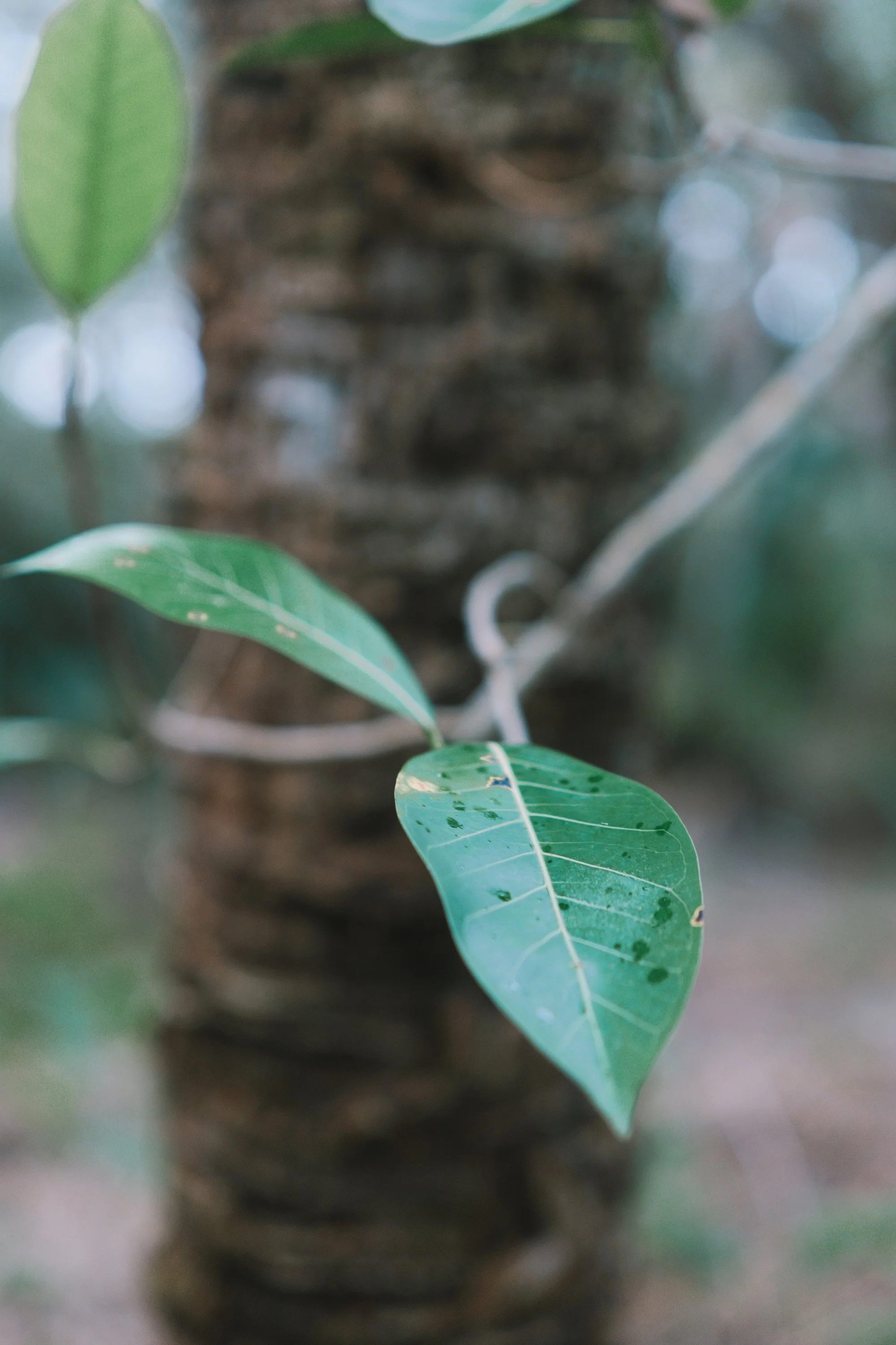 delray 12.29.2419741.JPG