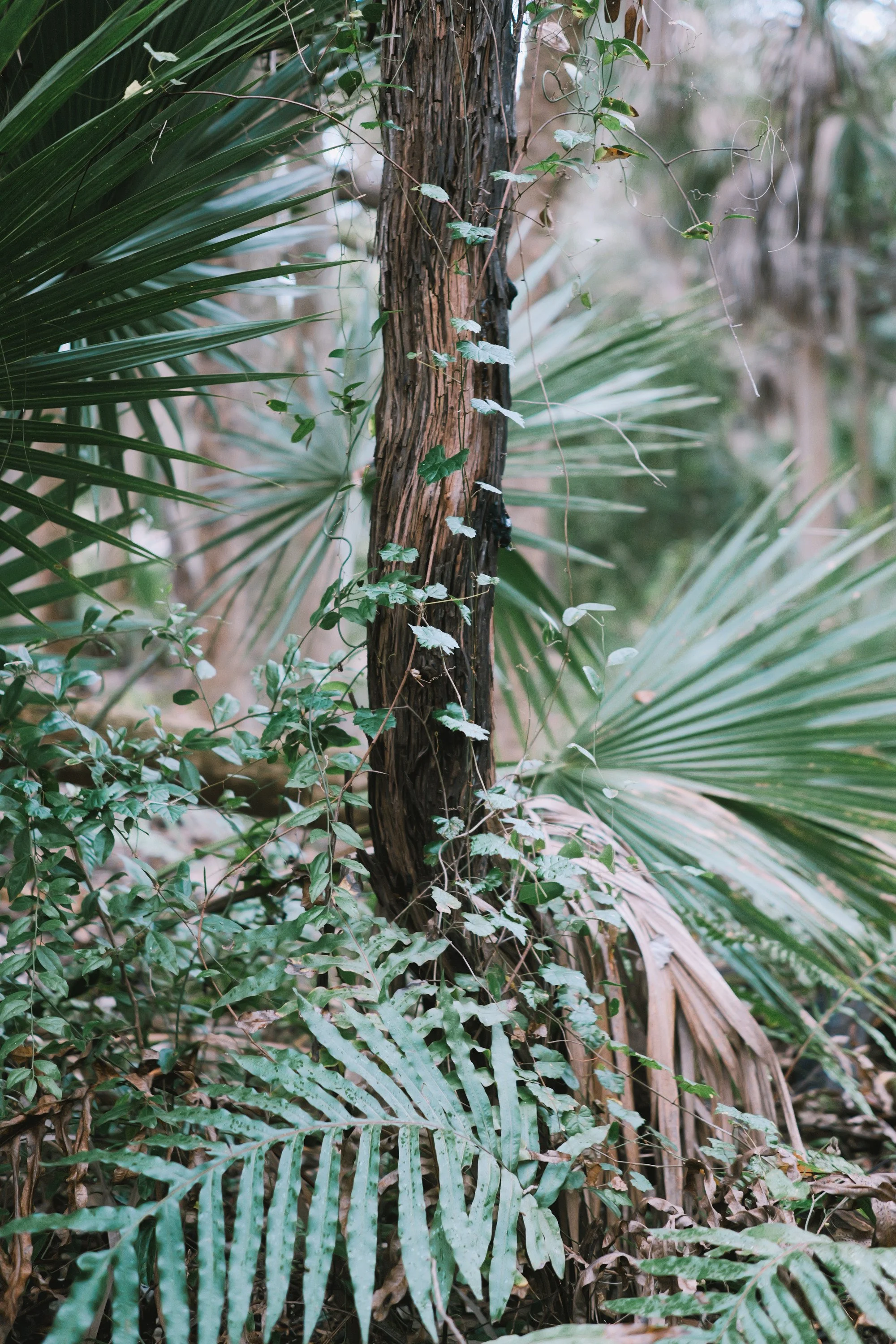 delray 12.29.2419724.JPG