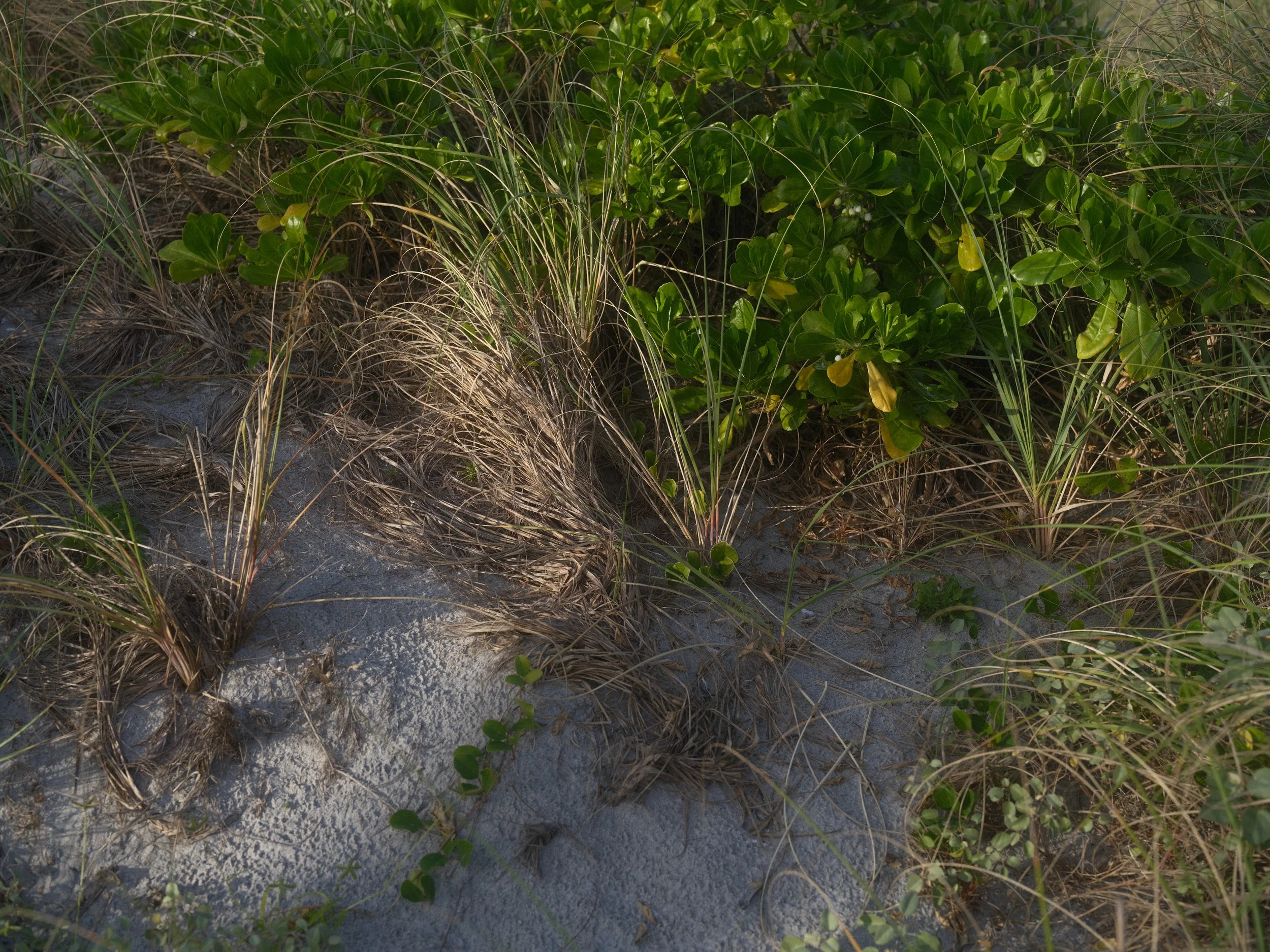 delray 12.25.2417874.JPG