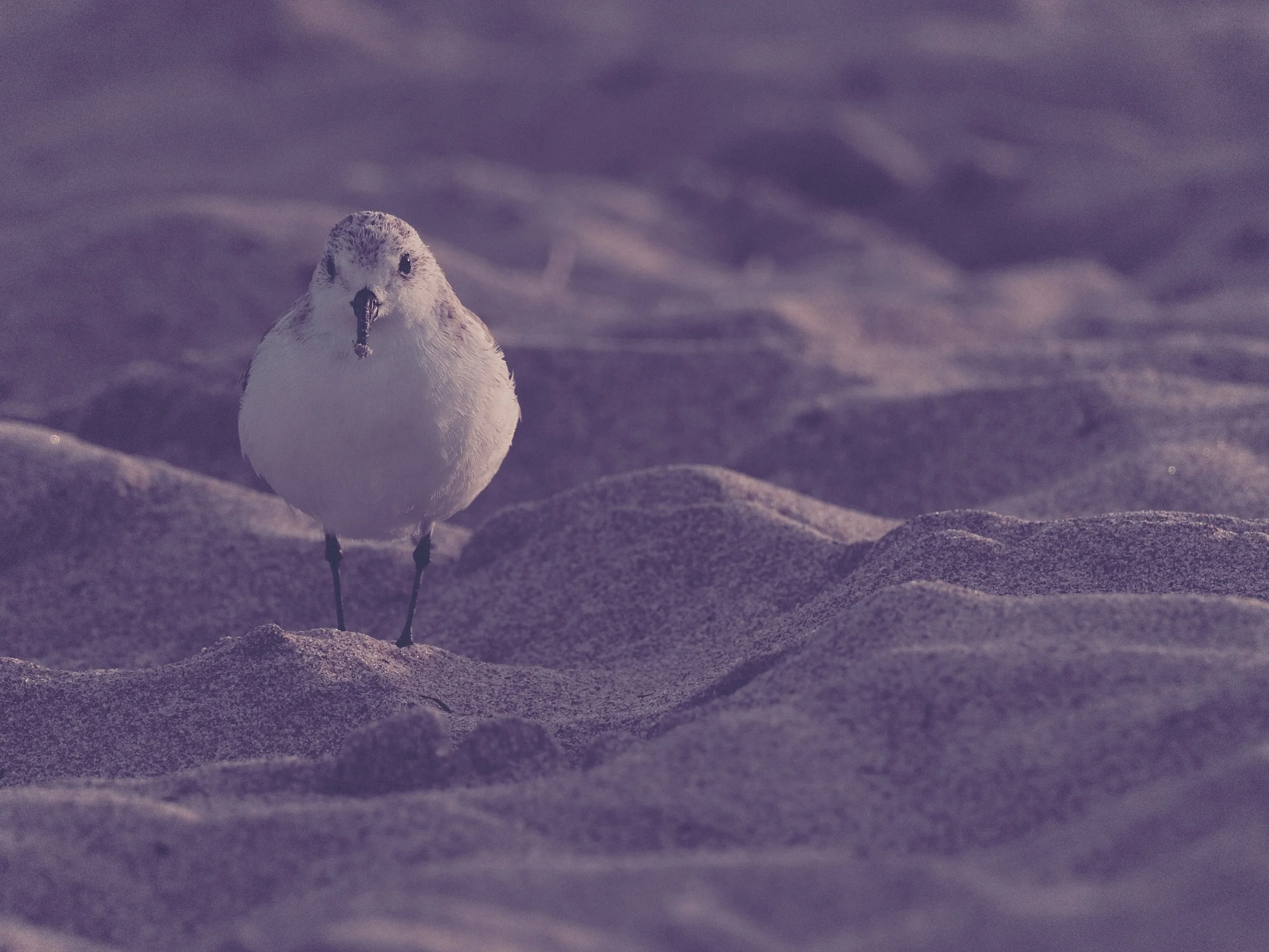 delray 12.25.2418765.JPG