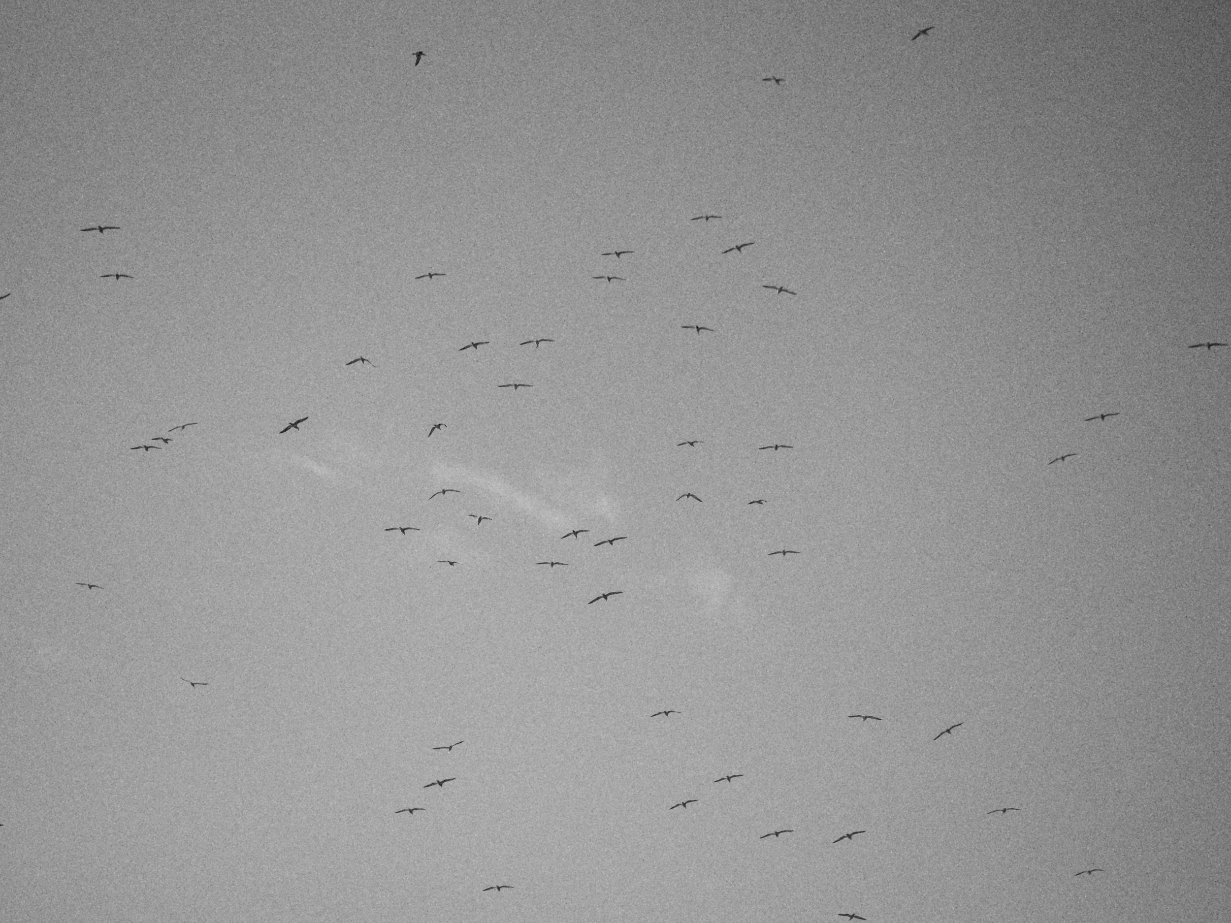 haystack 3.2.232770e.jpg