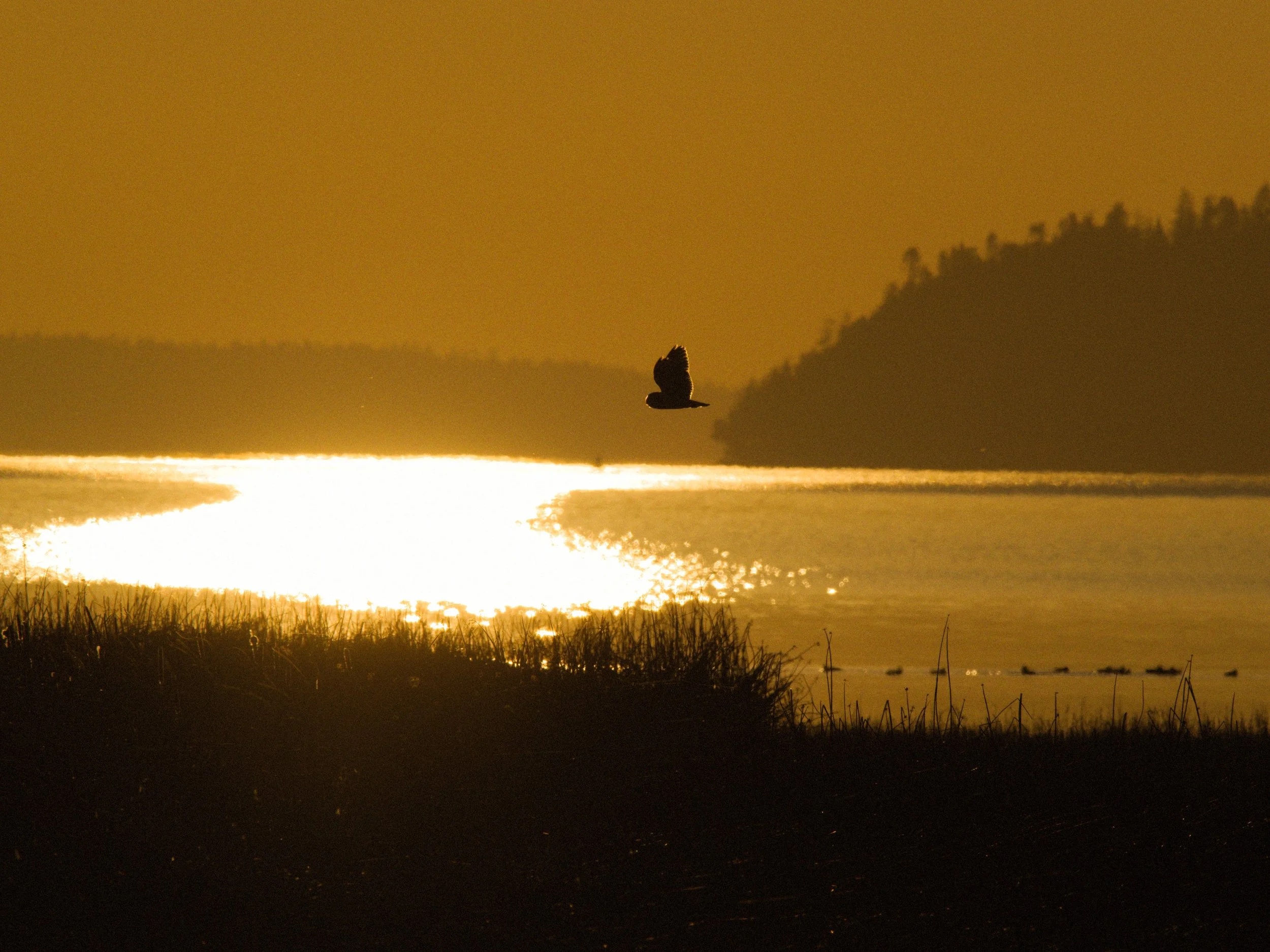 skagit 11.17.223125e.jpg
