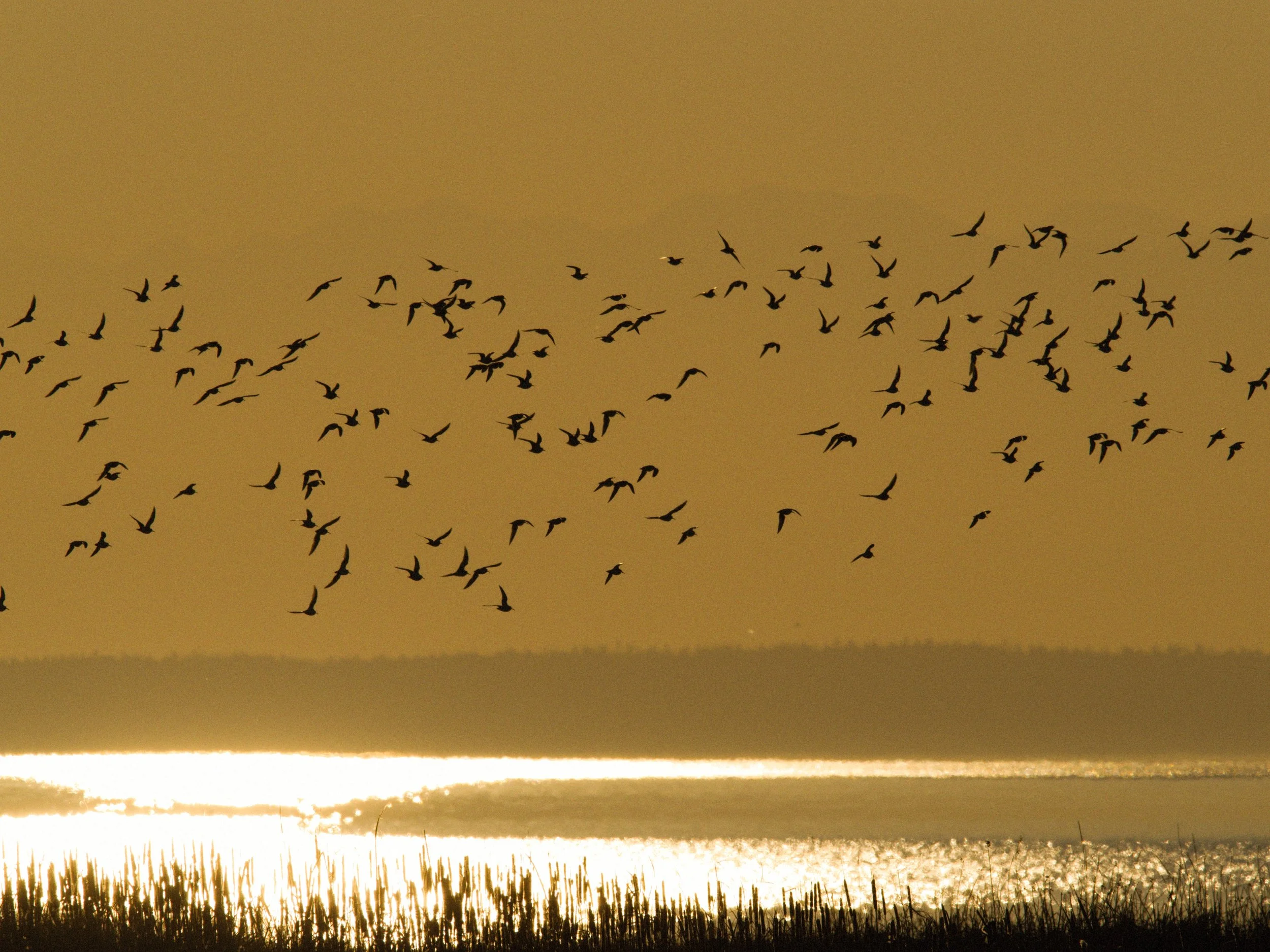skagit 11.17.222950e.jpg