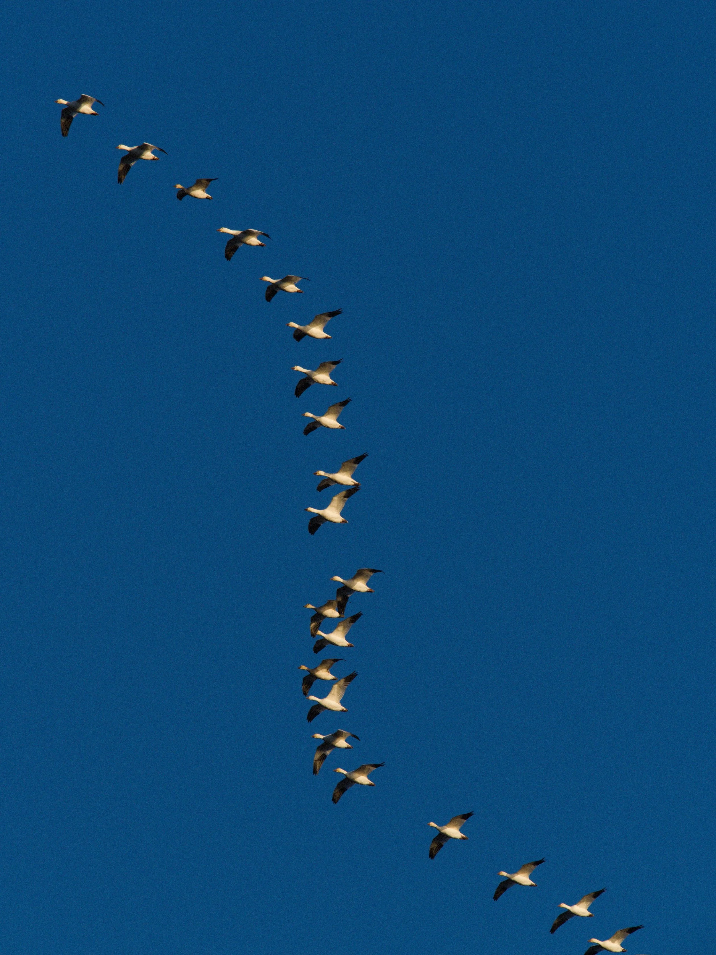 skagit 11.17.222740e.jpg