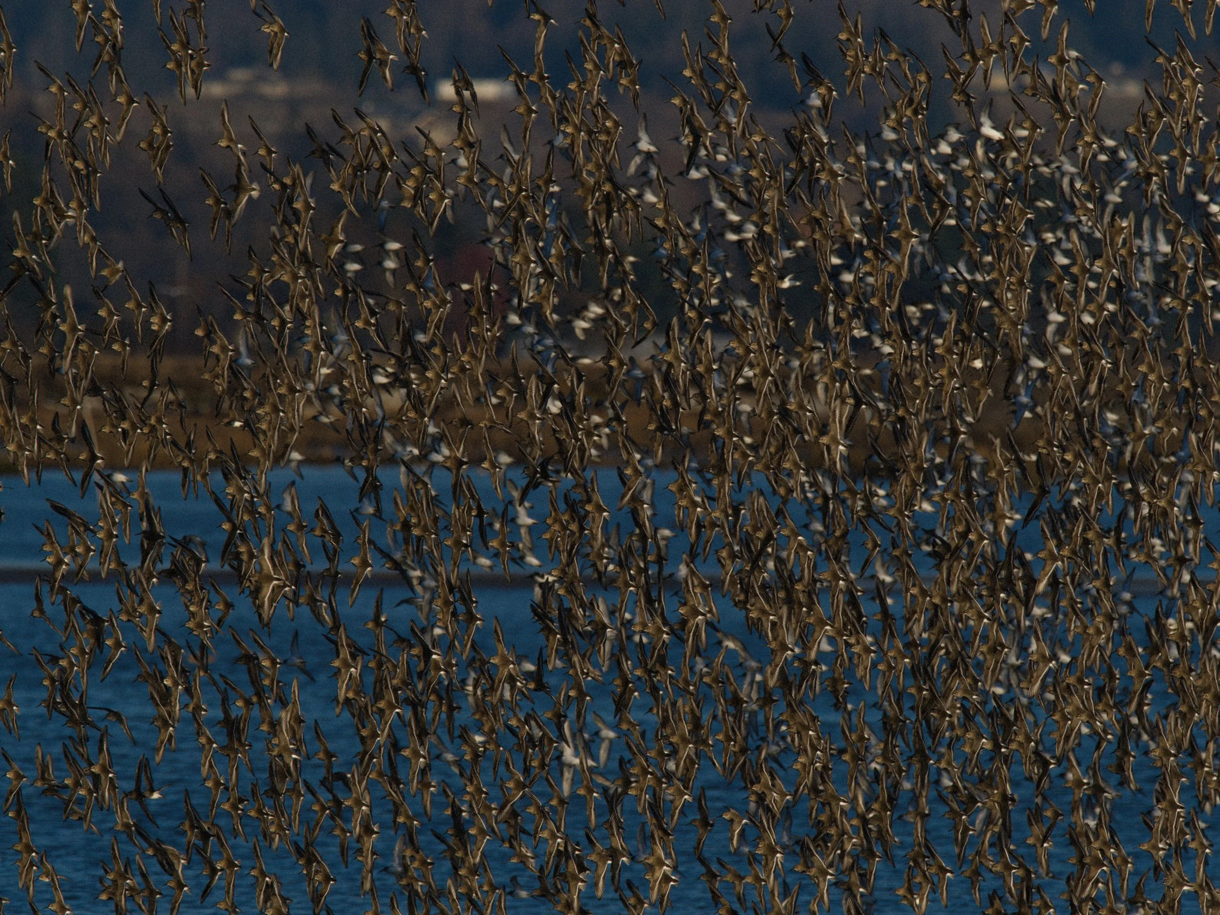 skagit 11.17.222512e.jpg