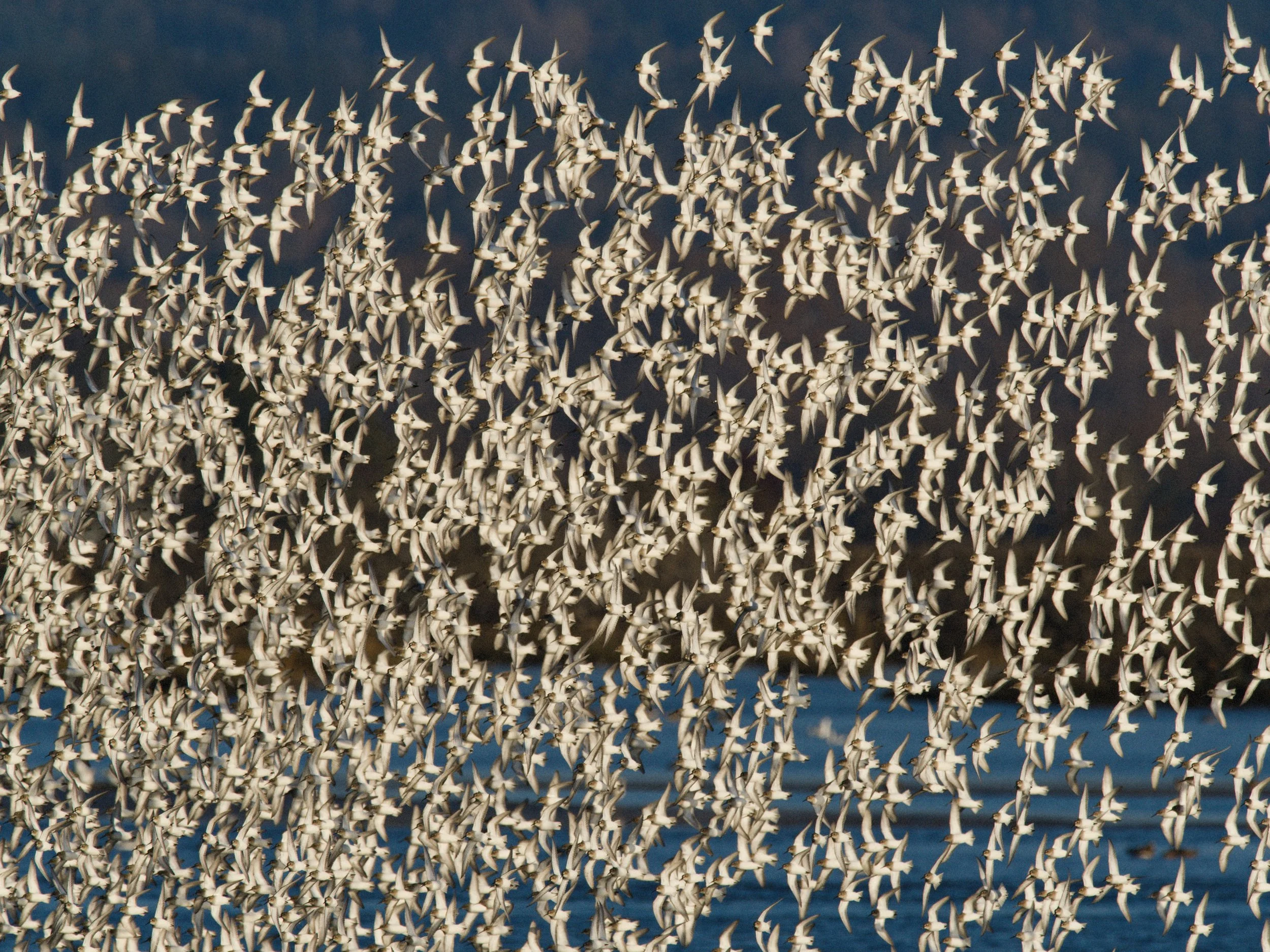 skagit 11.17.222501e.jpg