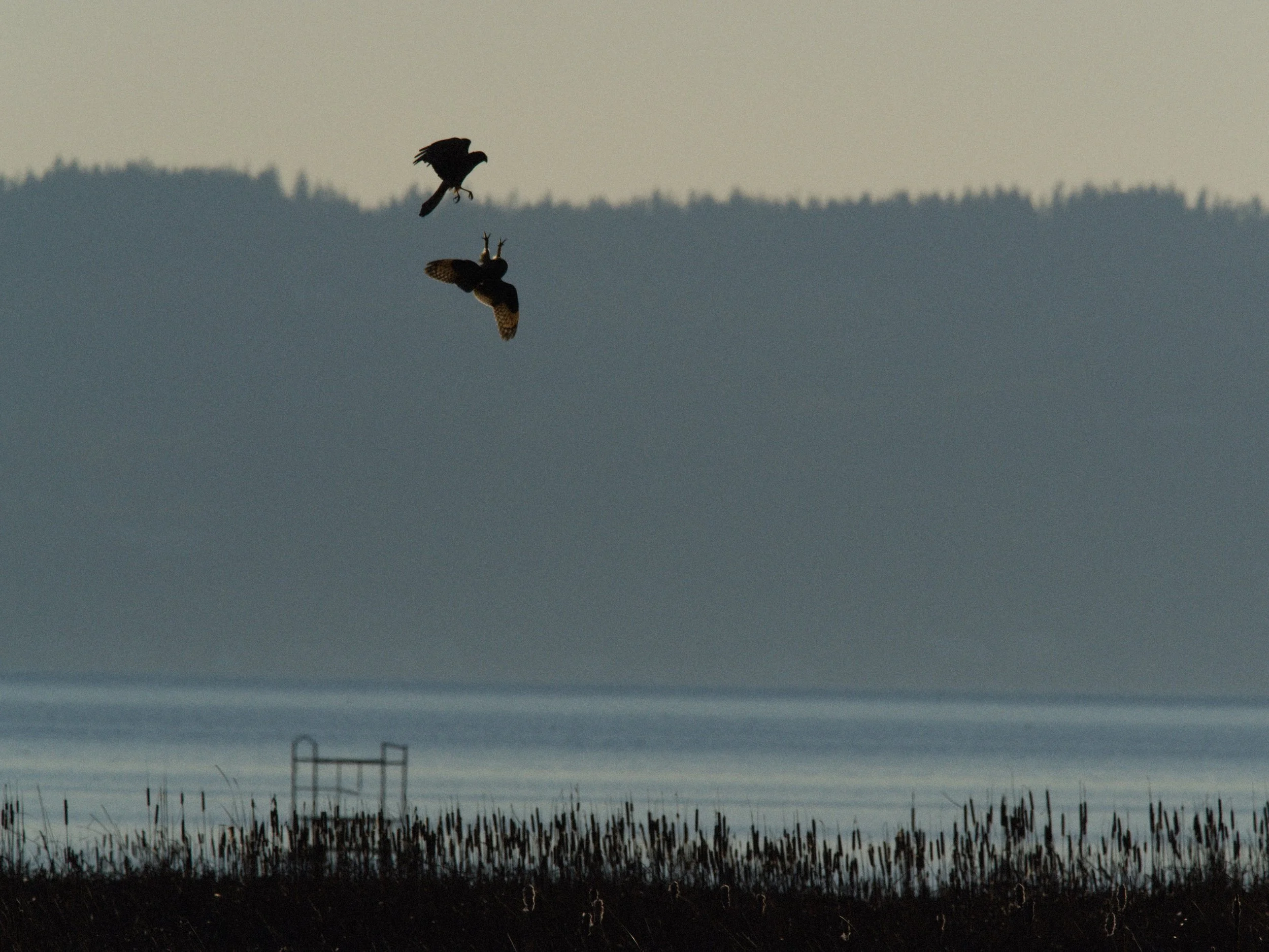 skagit 11.17.222201e.jpg