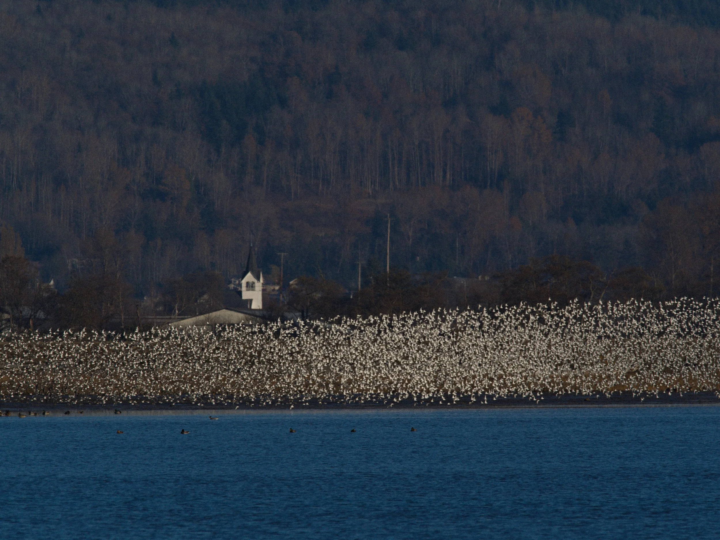 skagit 11.17.222031e.jpg