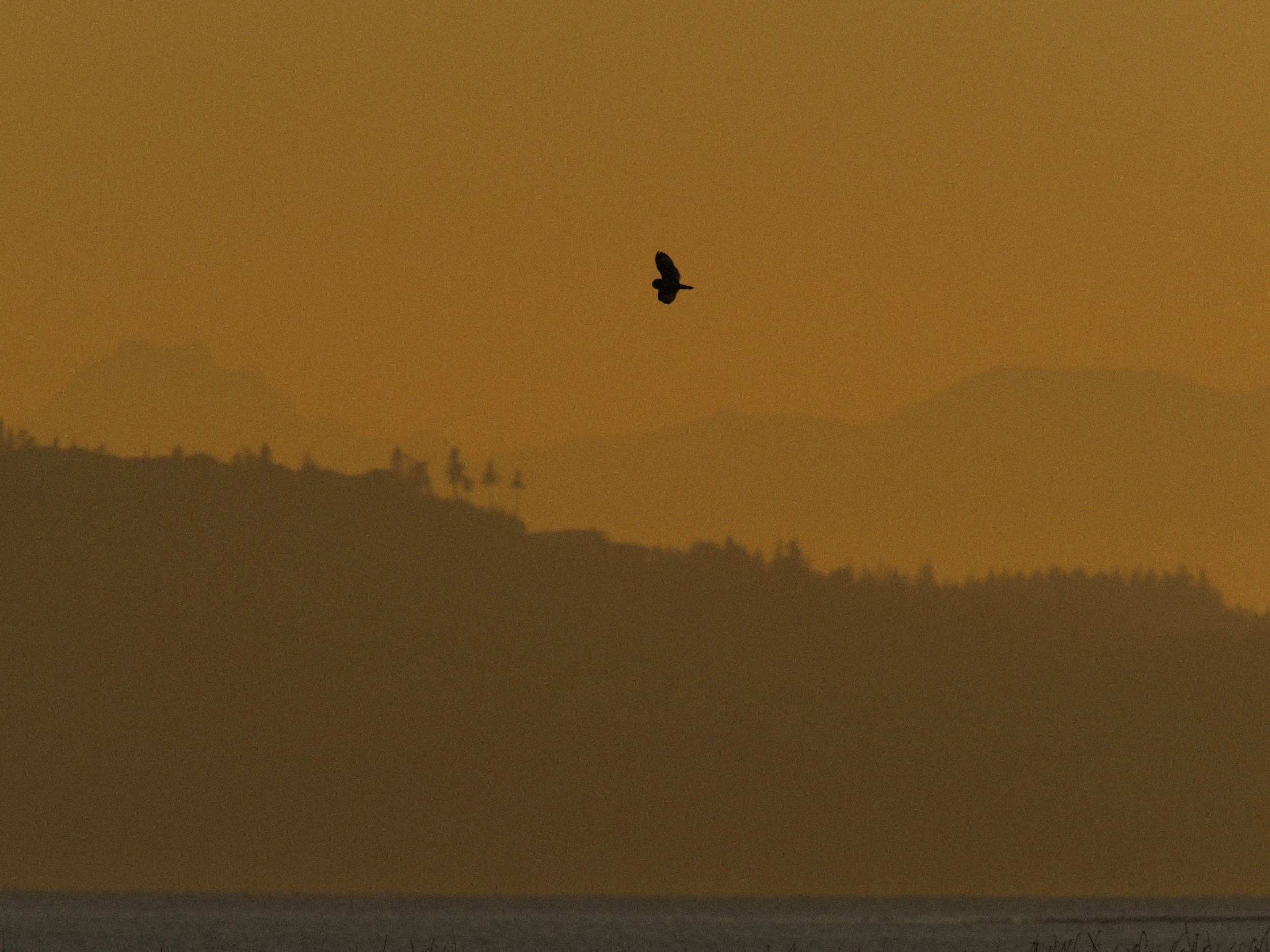 skagit 11.16.221745e.jpg