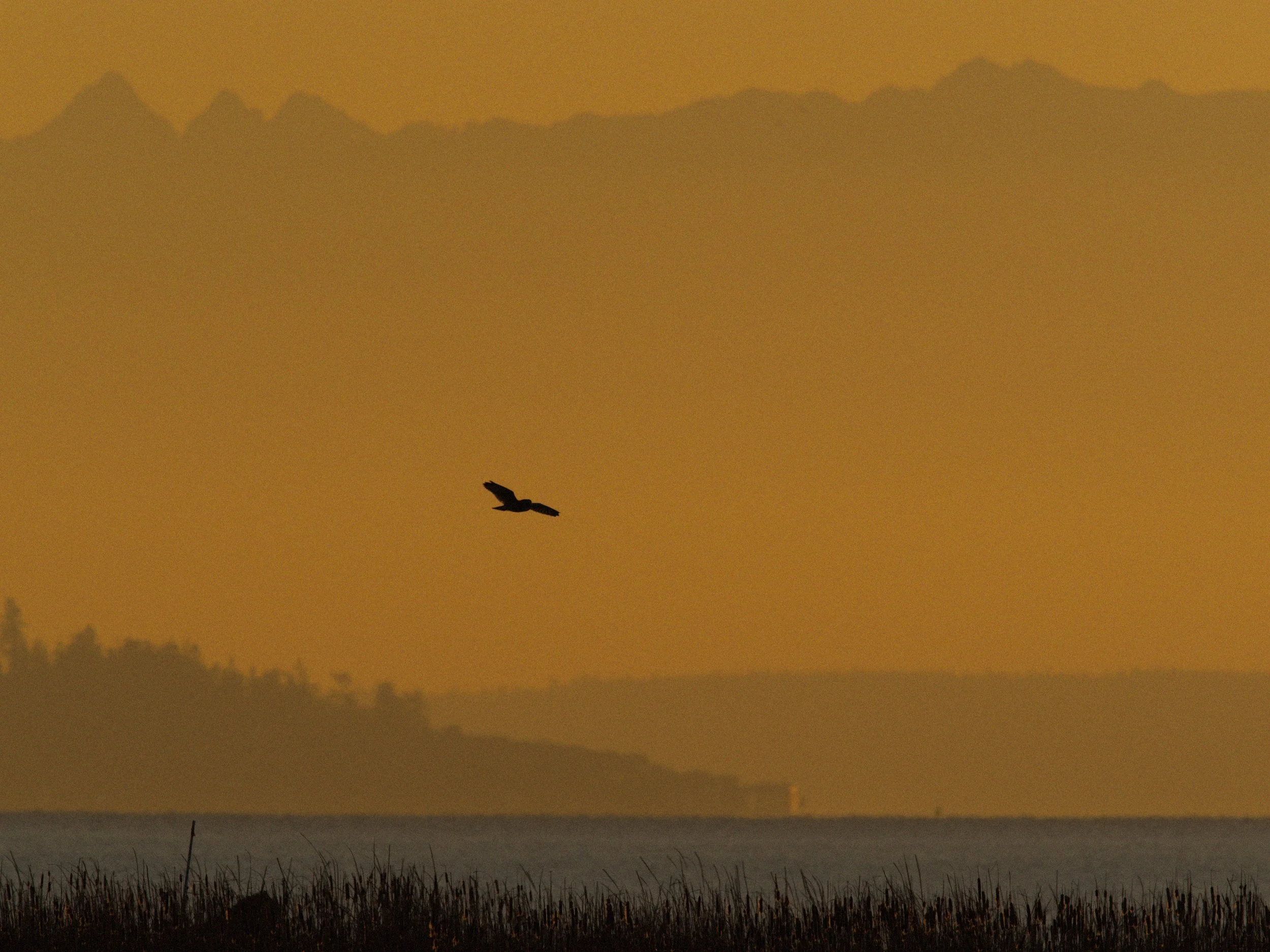 skagit 11.16.221723e.jpg