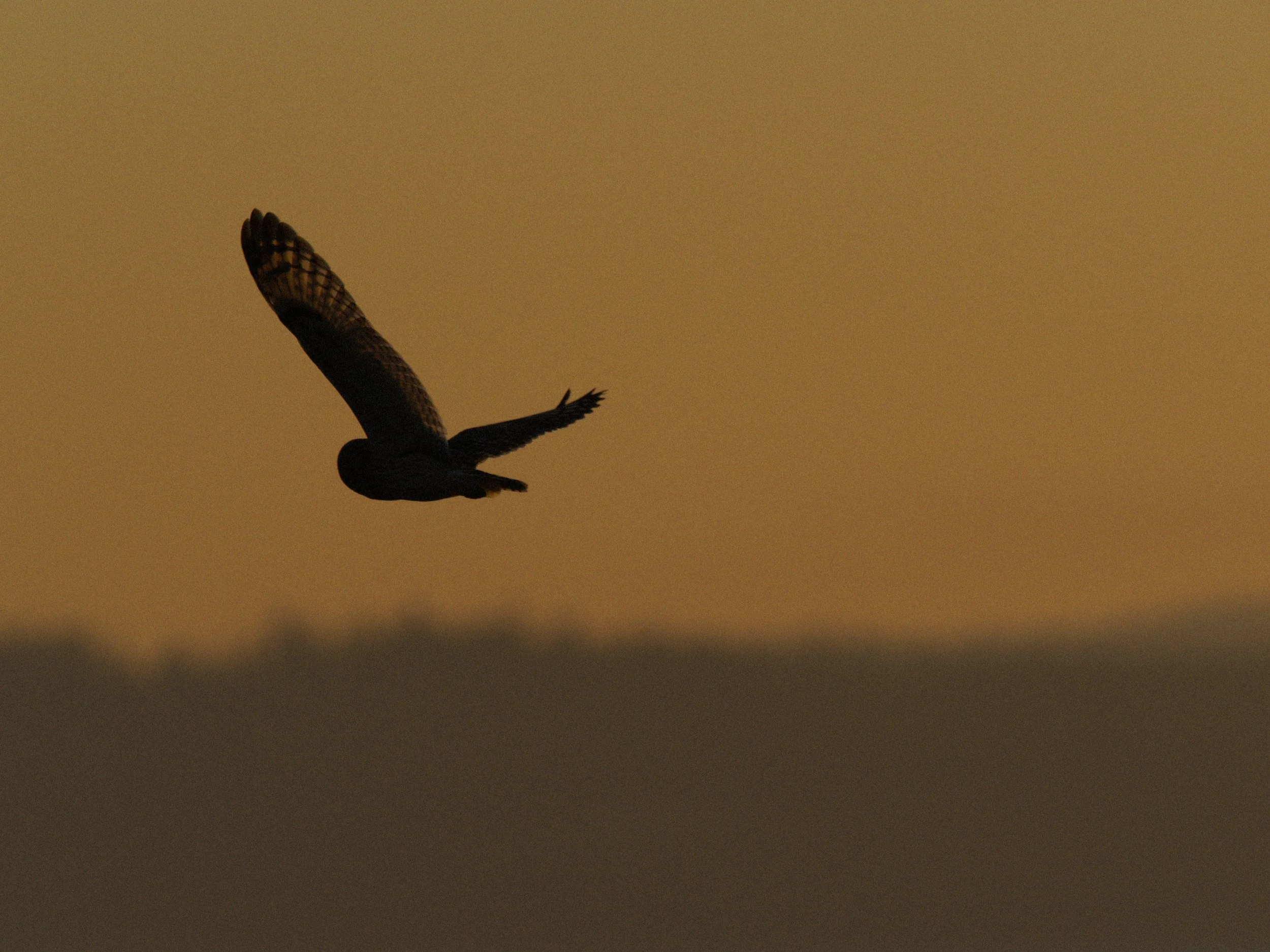 skagit 11.16.221677e.jpg