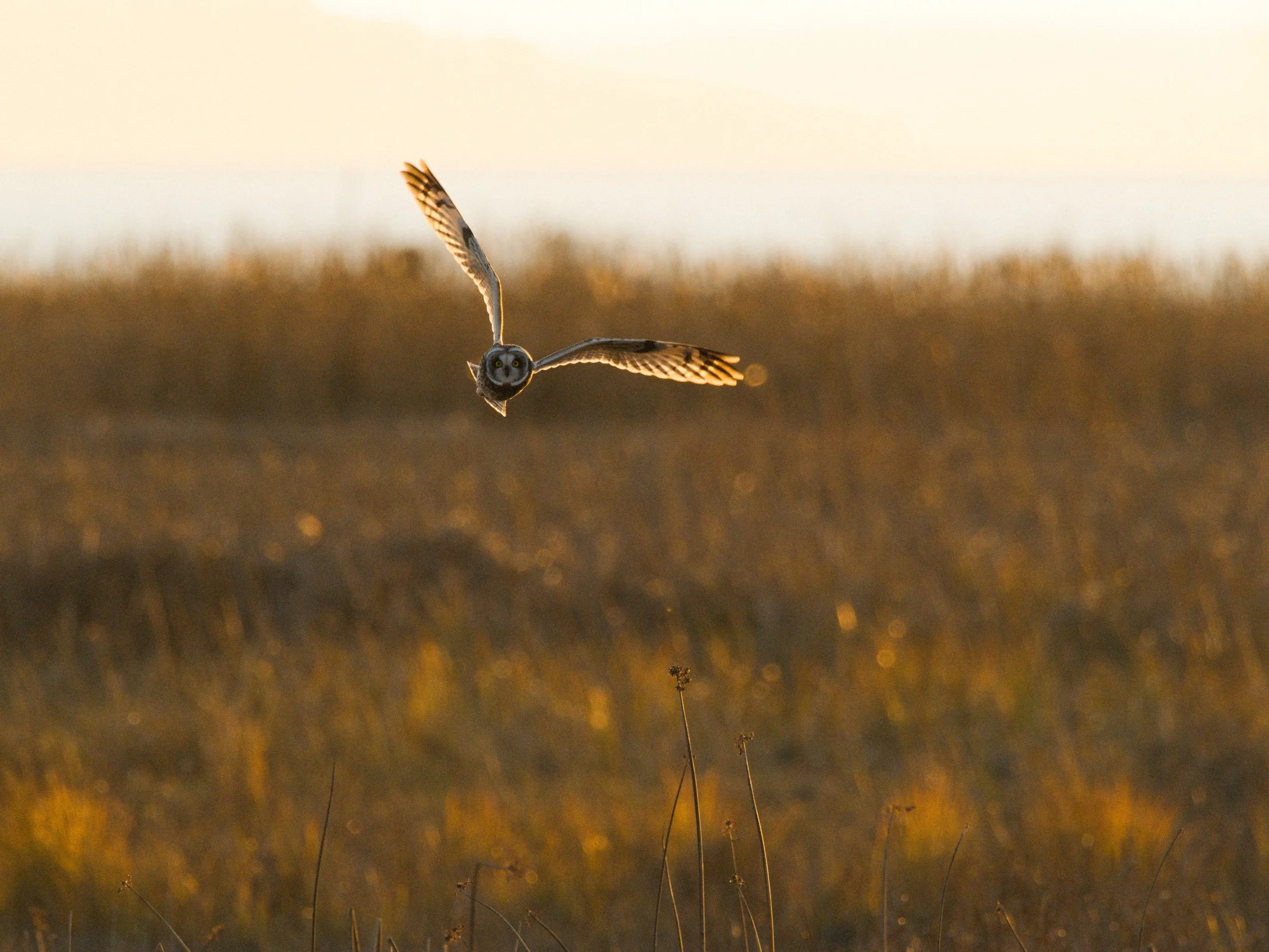 skagit 11.16.221663e.jpg