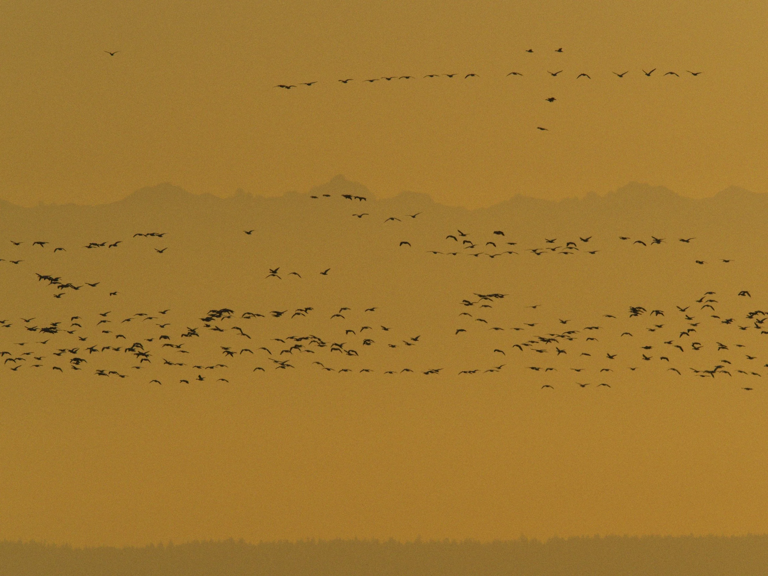 skagit 11.16.221432e.jpg