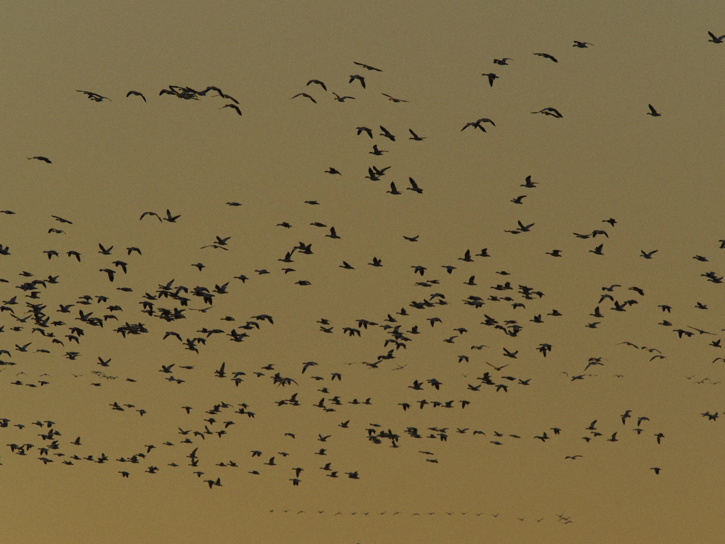 skagit 11.16.221320e.jpg