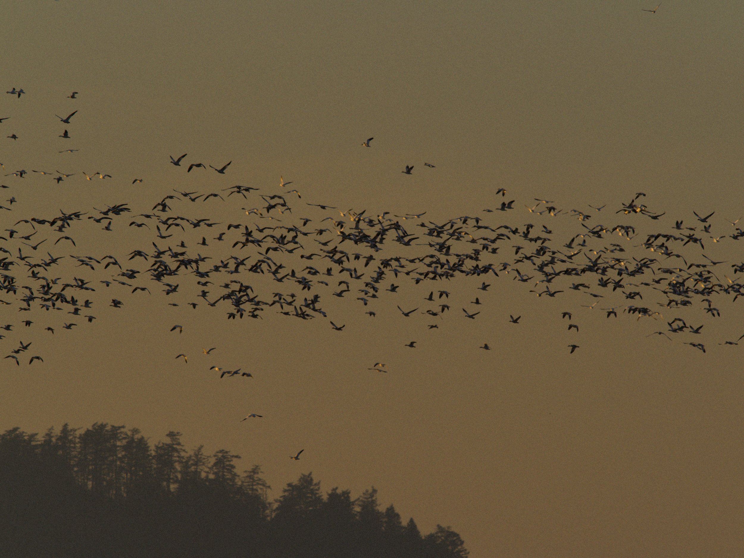 skagit 11.16.221294e.jpg