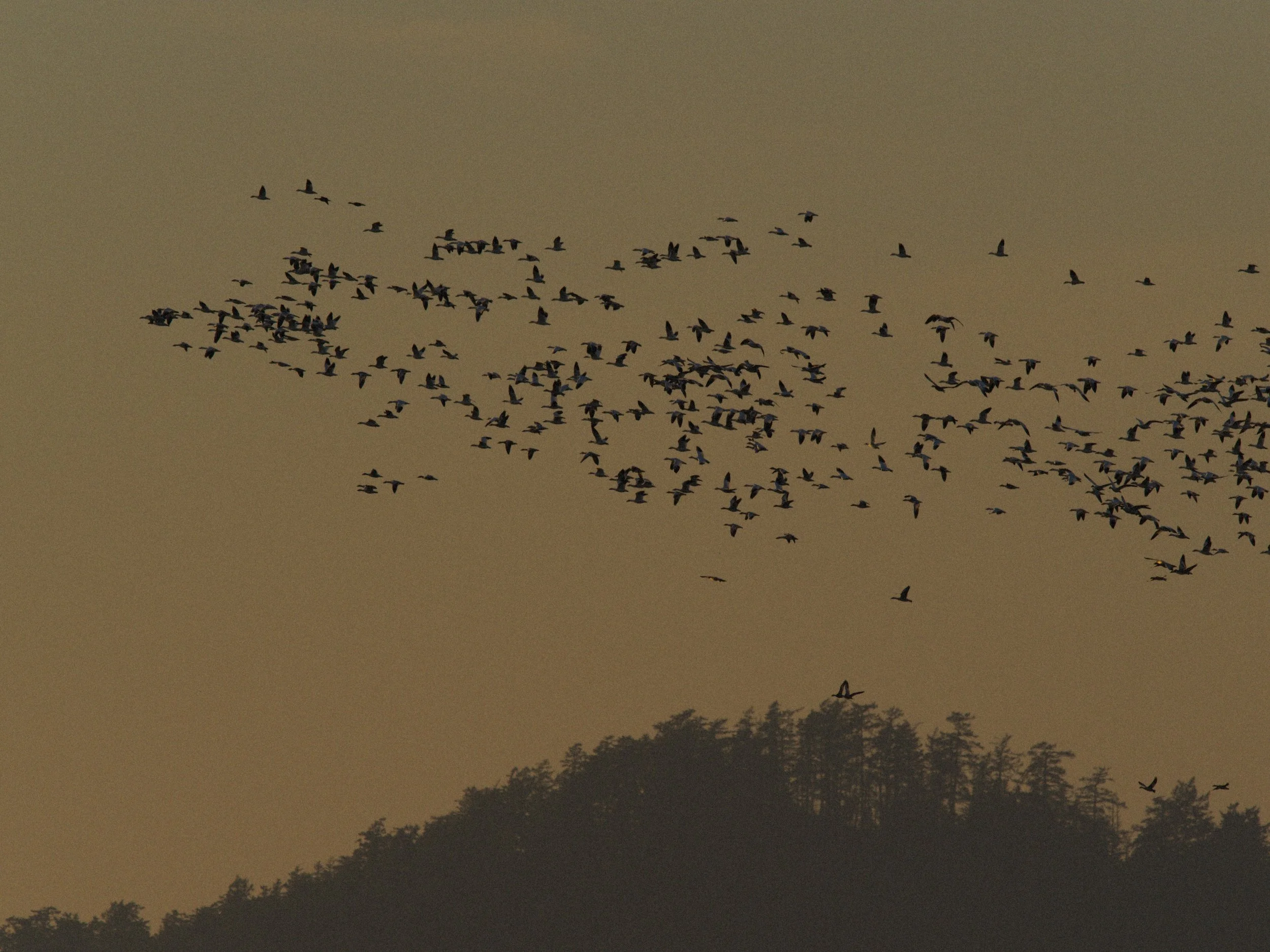 skagit 11.16.221286e.jpg