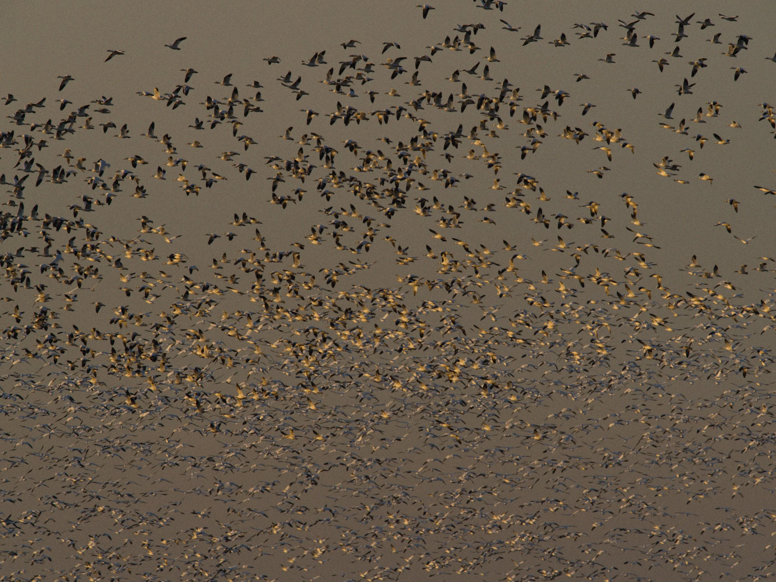 skagit 11.16.221216e.jpg