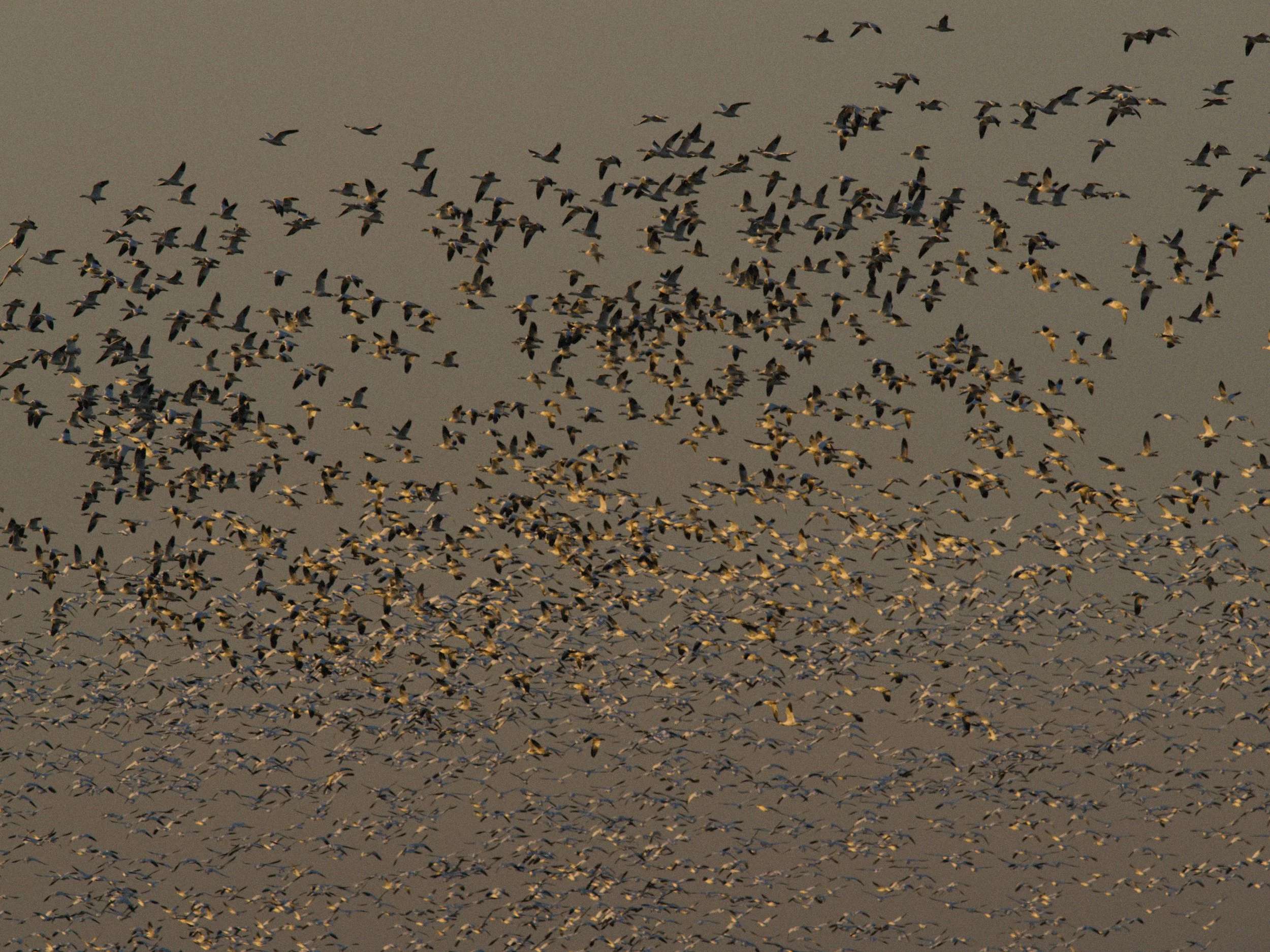 skagit 11.16.221212e.jpg