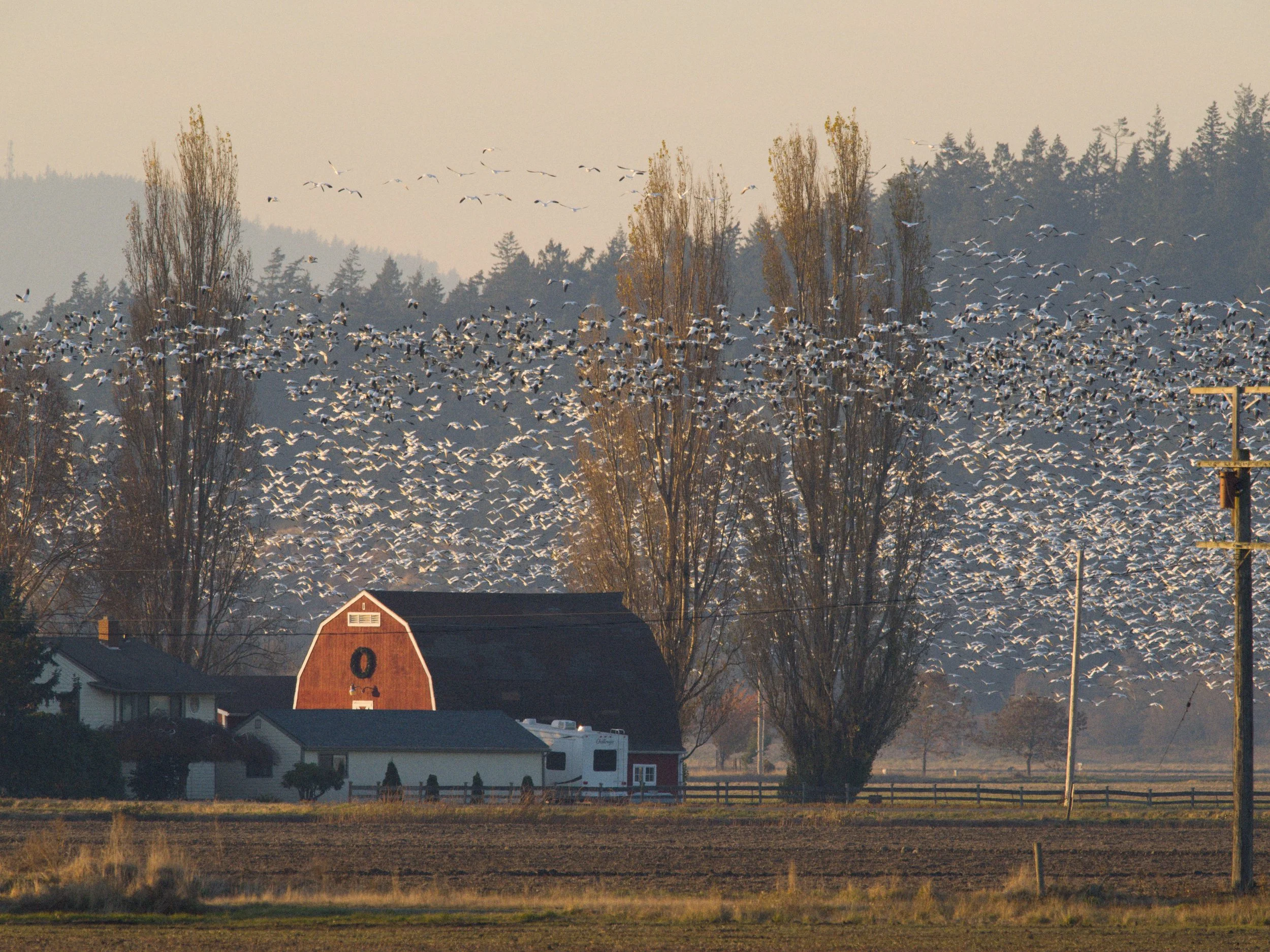 skagit 11.16.221165e.jpg