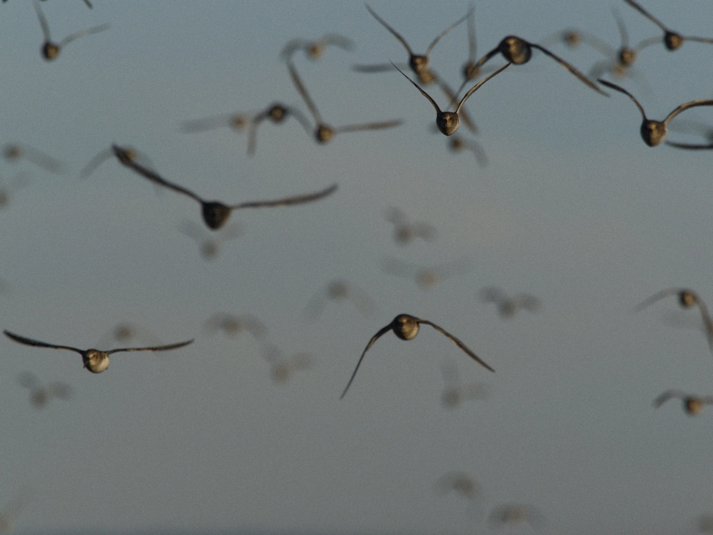 skagit 11.16.220757e.jpg