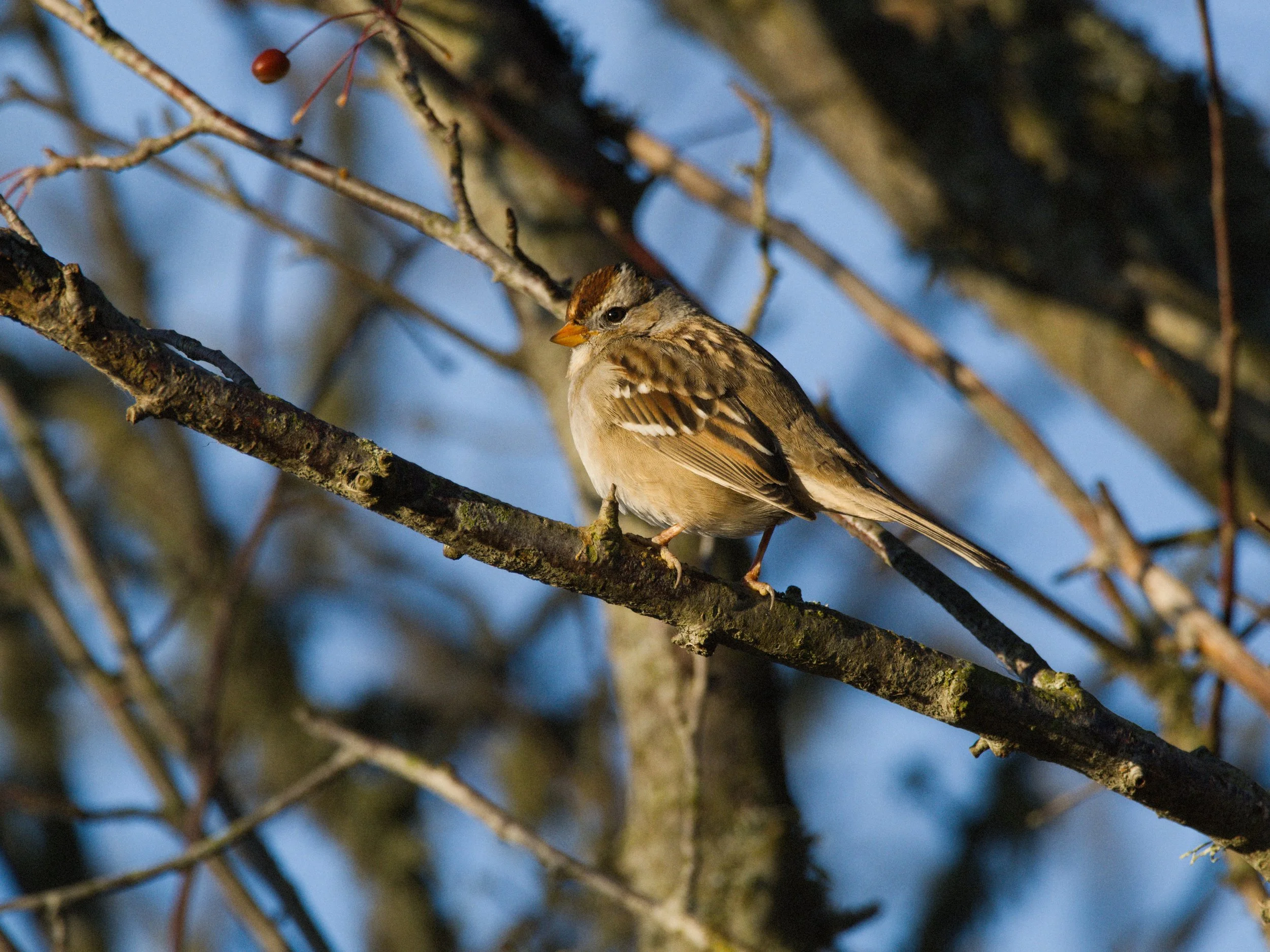skagit 11.16.220577e.jpg