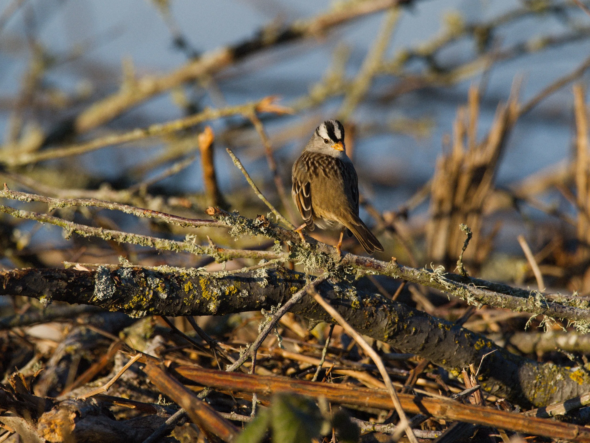 skagit 11.16.220549e.jpg